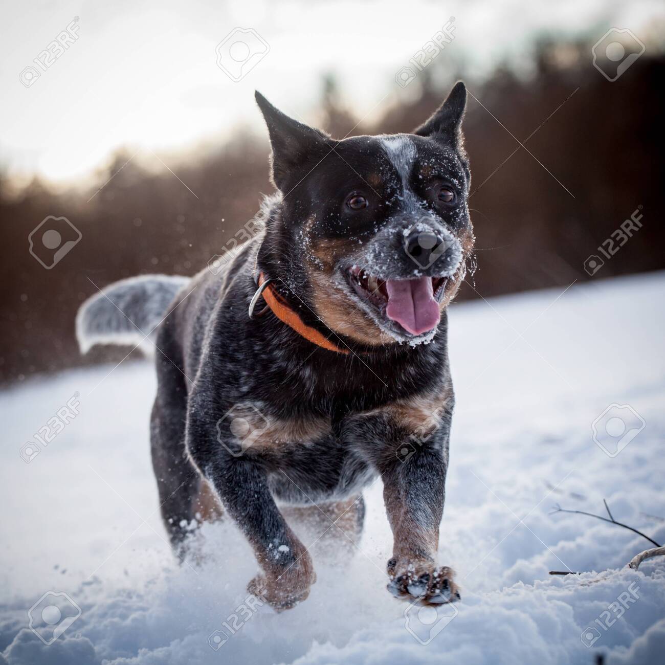 hairy mouth heeler cattle dogs