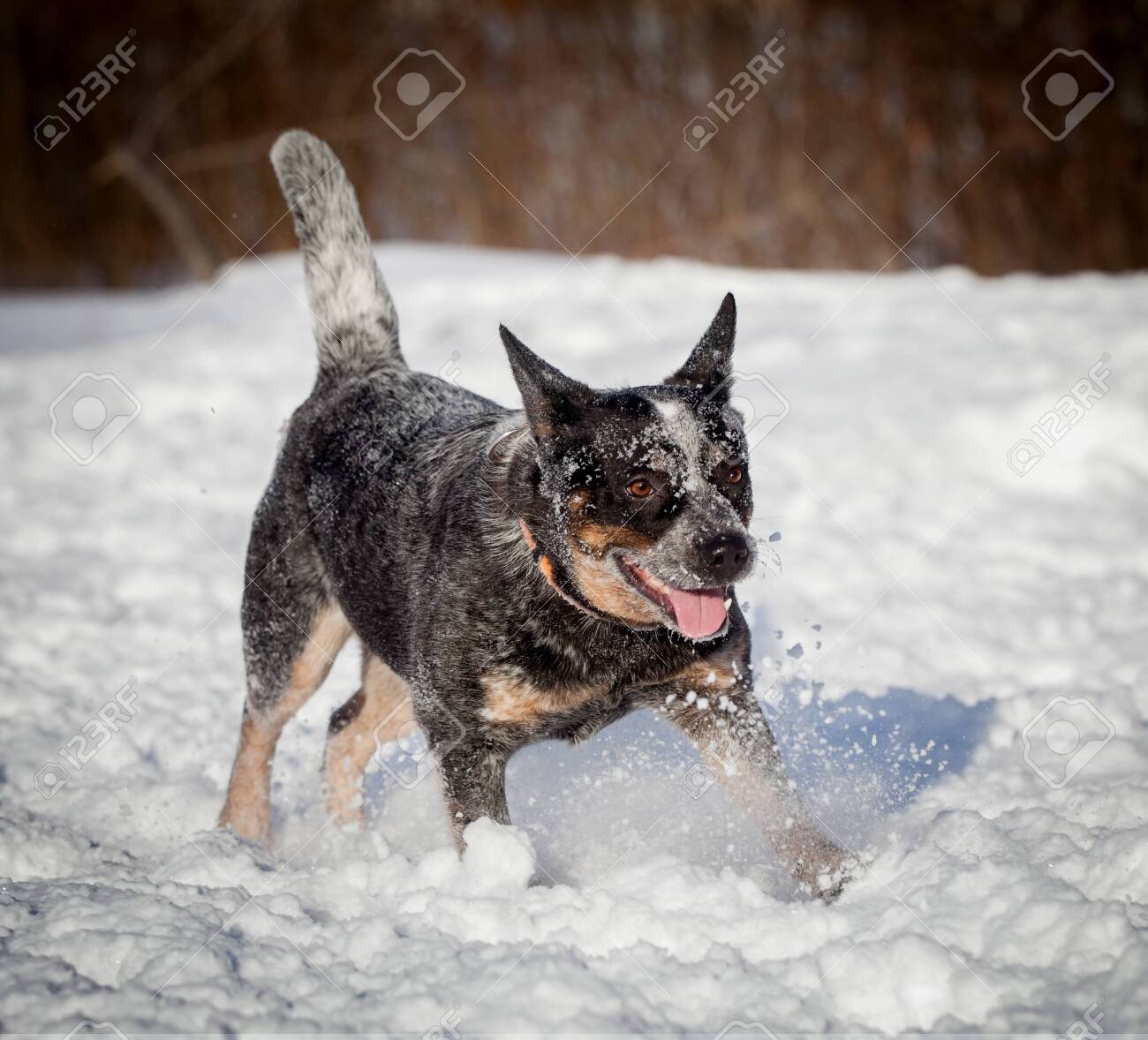 hairy mouth heeler cattle dogs