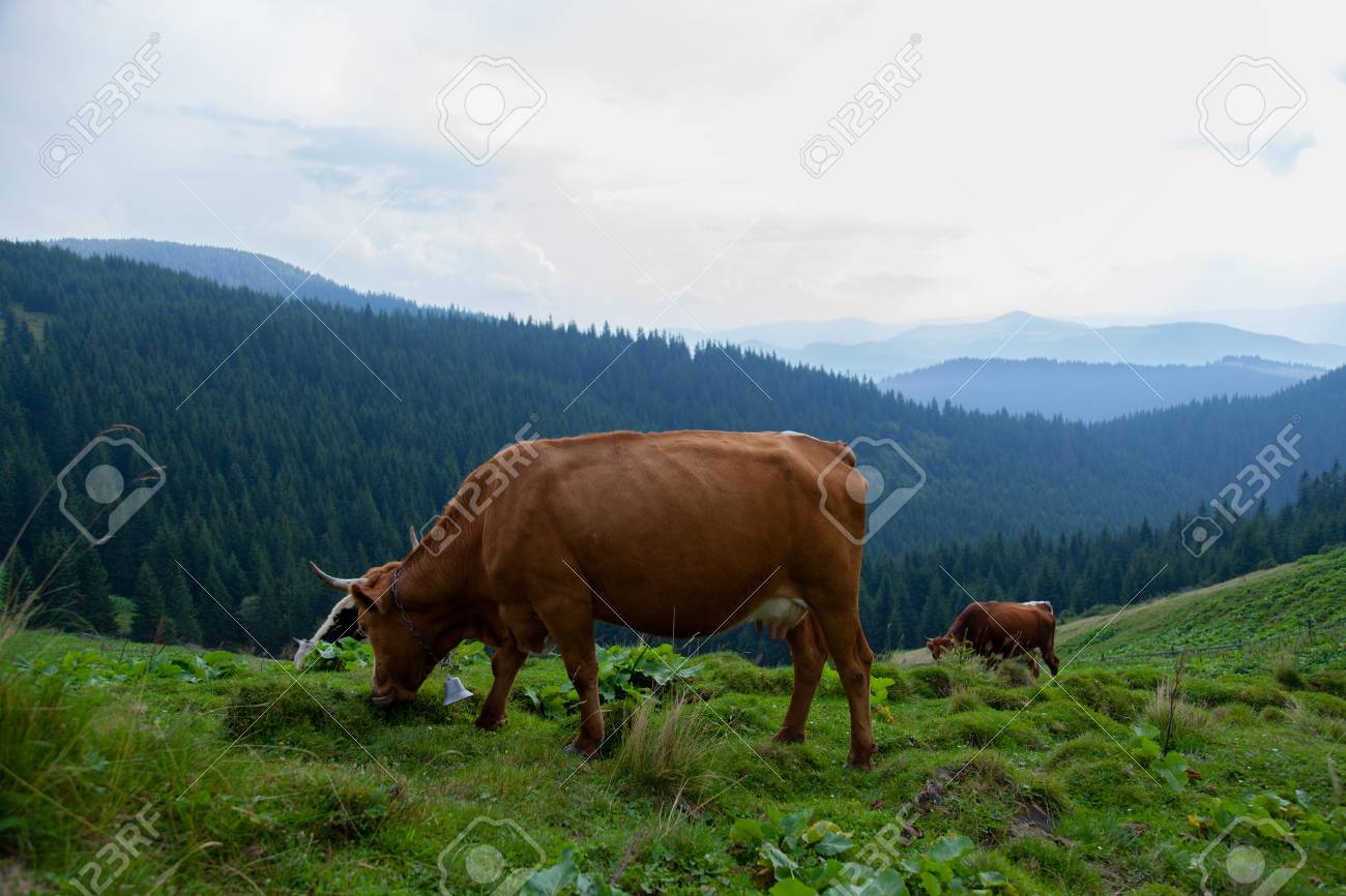 cow grazes on a grassy meadow in the mountains on freedom