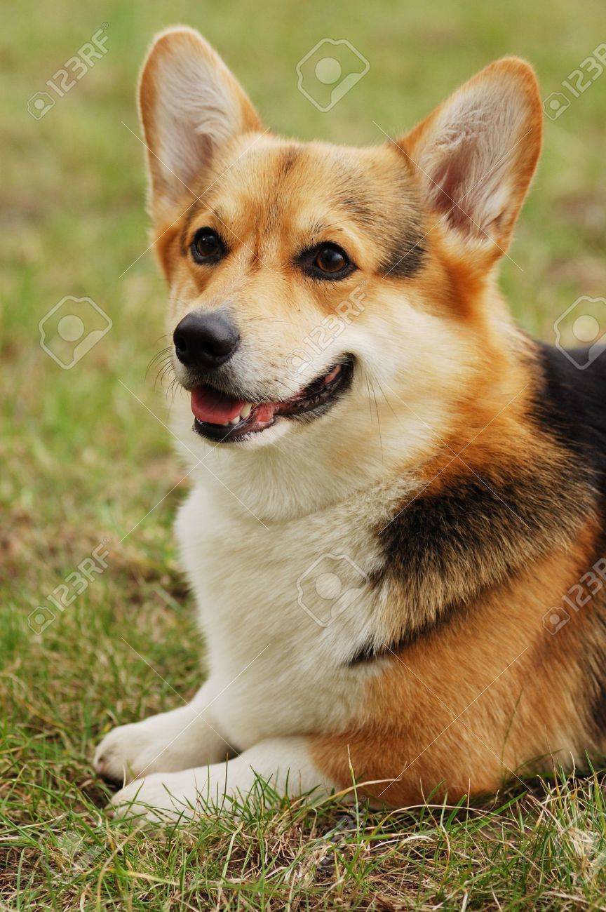 beautiful corgi