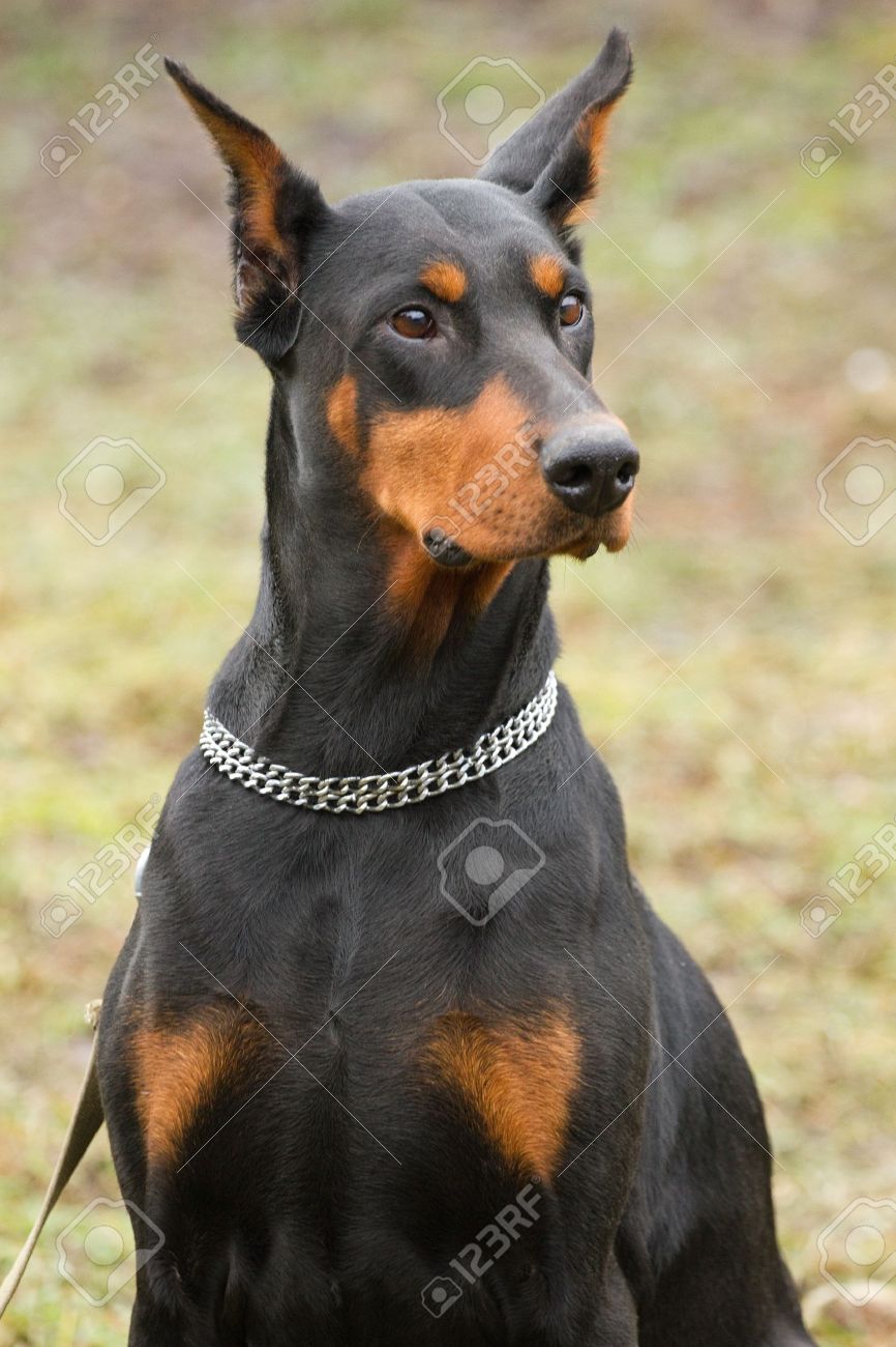 portrait of black doberman