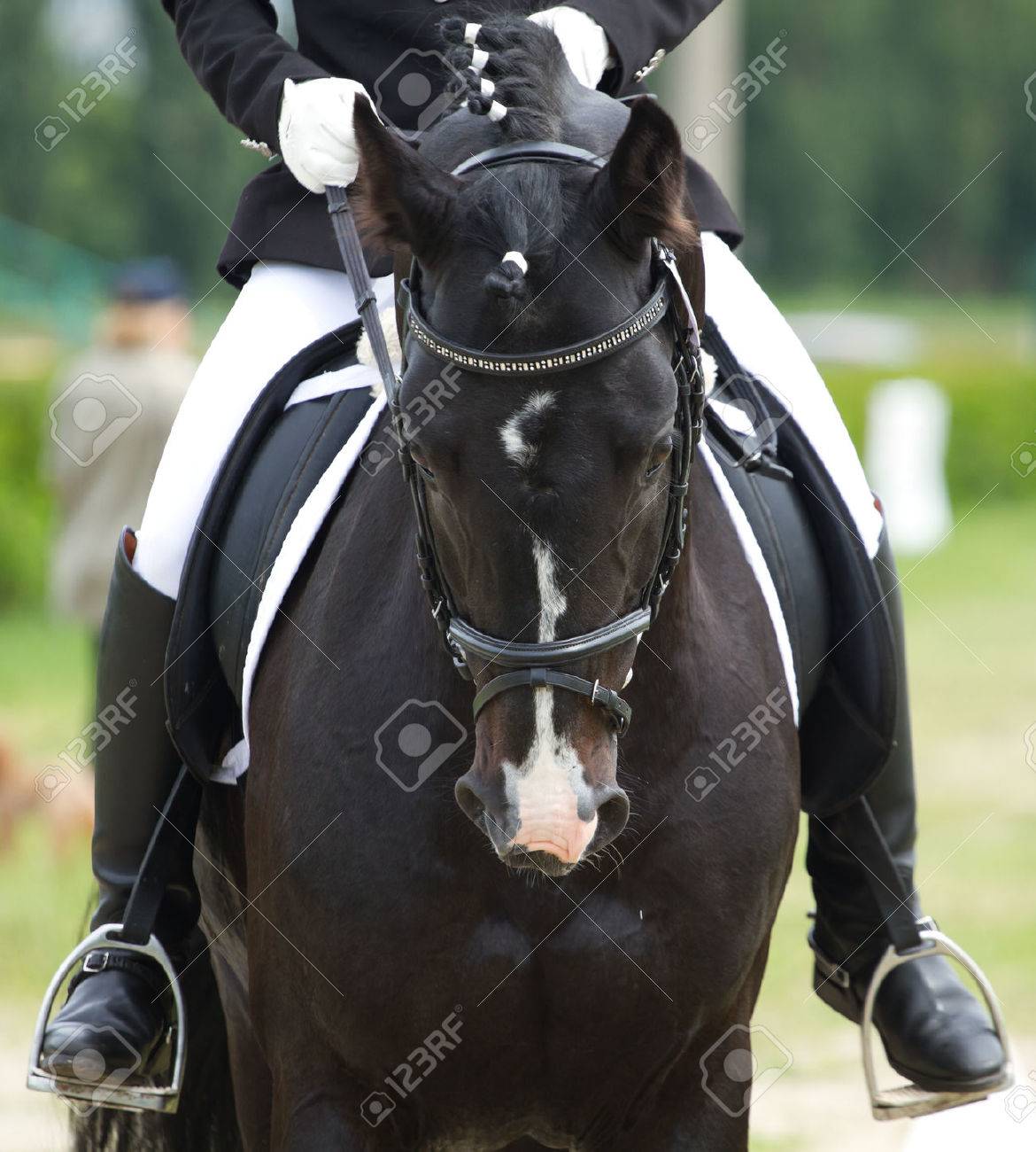 horse rider stock photos royalty free horse rider images