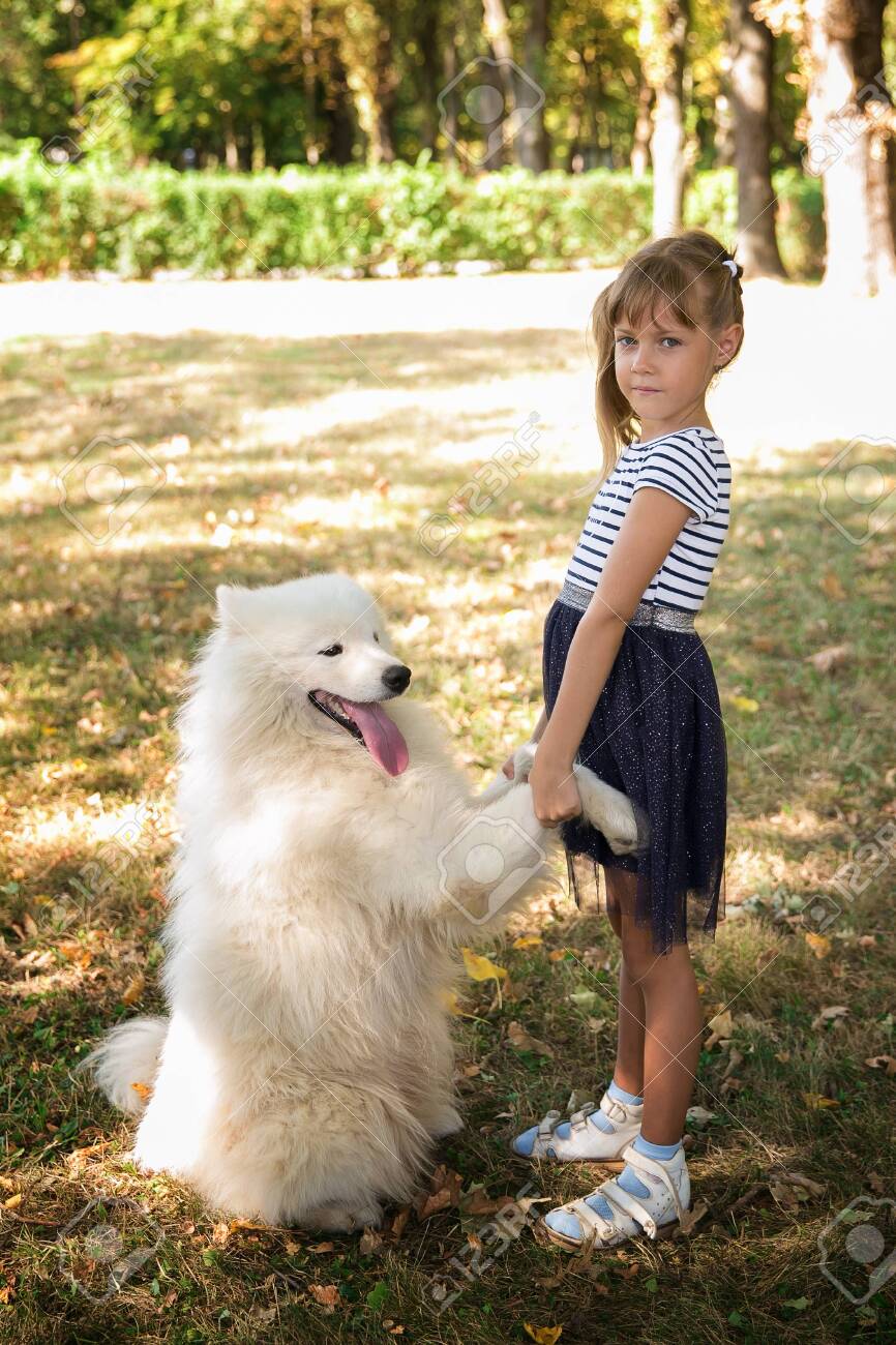 big samoyed dog