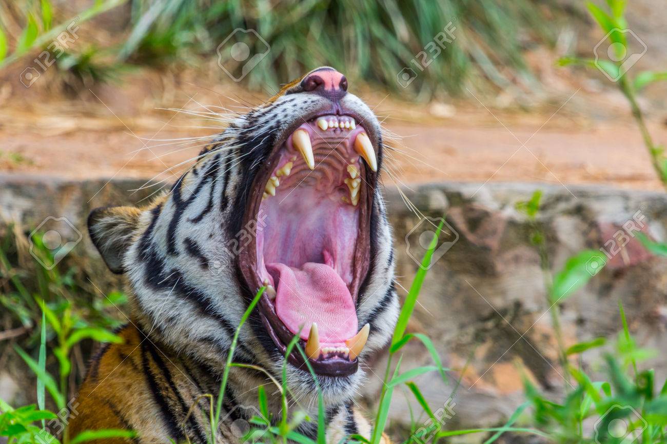 Zahne Und Zunge Koniglichen Bengal Tiger Im Zoo Lizenzfreie Fotos Bilder Und Stock Fotografie Image 30943776