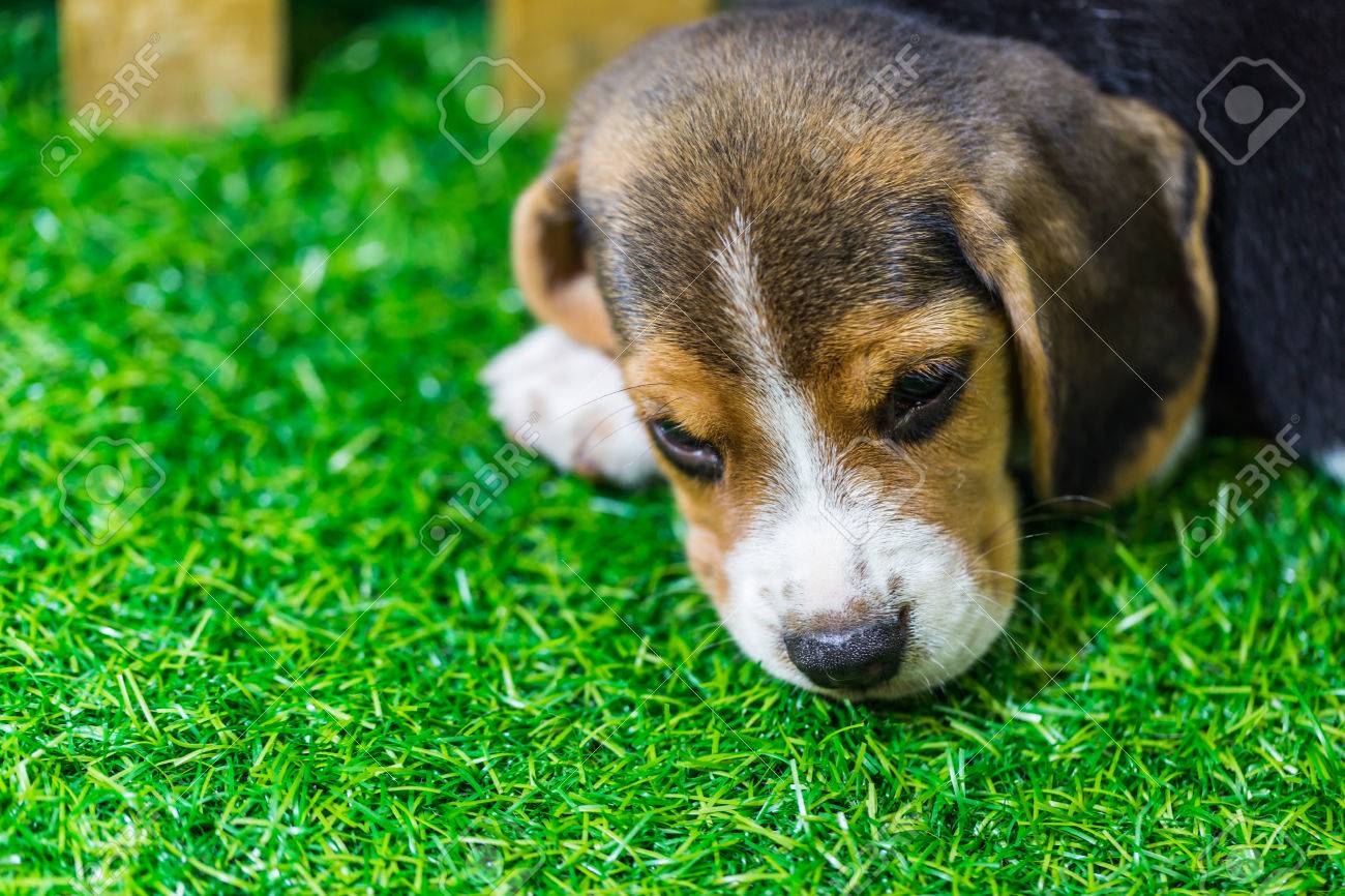 床に横になっているビーグル犬の赤ちゃん の写真素材 画像素材 Image