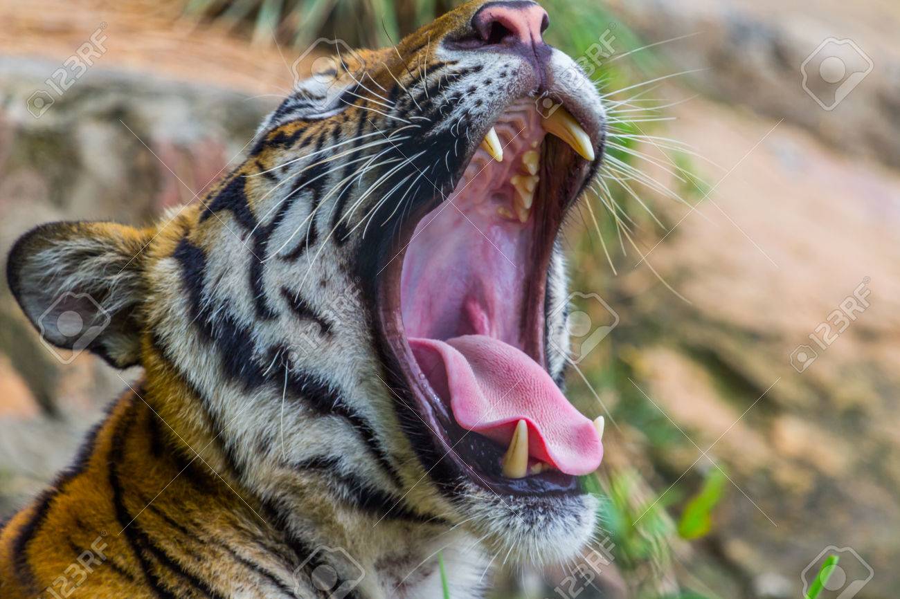 Zahne Und Zunge Royal Bengal Tiger Natur Lizenzfreie Fotos Bilder Und Stock Fotografie Image 31202873
