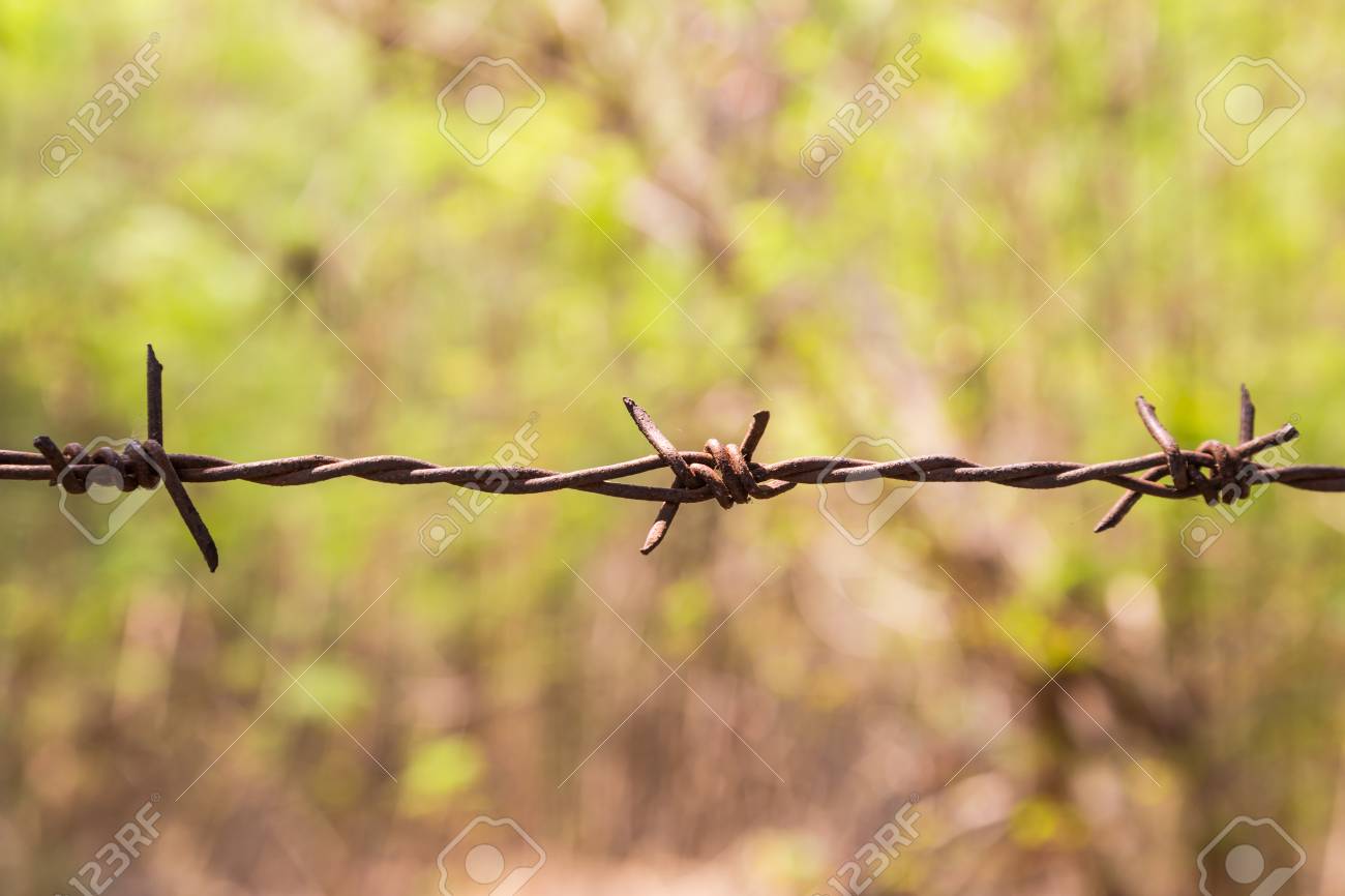 stacheldrahtzaun zeichnung weide stacheldrahtzaun mit rost und grüne bokeh für blackground standardbild 37891020 mit und grüne für stacheldrahtzaun zeichnung weide stacheldrahtzaun mit rost und grüne bokeh für blackground standardbild 37891020 mit und grüne für