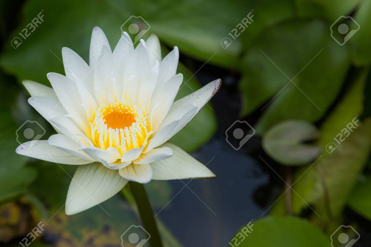 緑の葉の背景で白い蓮の花 の写真素材 画像素材 Image