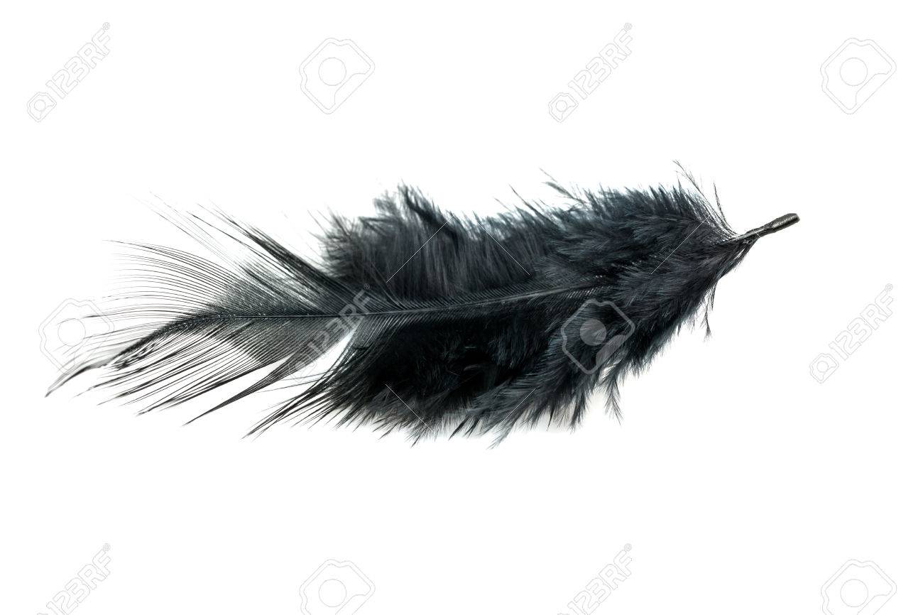 黒い羽が白い背景で隔離のクローズ アップ の写真素材 画像素材 Image