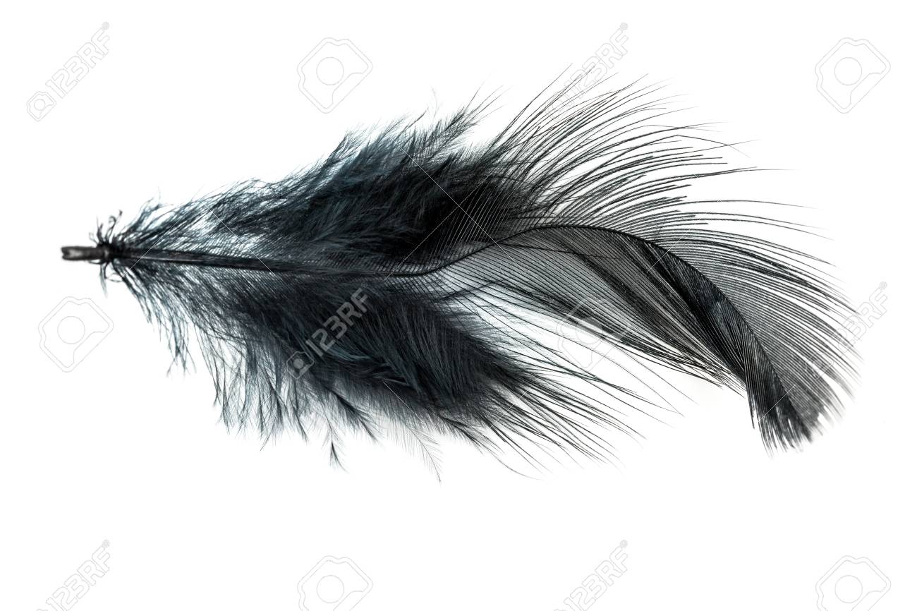黒い羽が白い背景で隔離のクローズ アップ の写真素材 画像素材 Image 5015