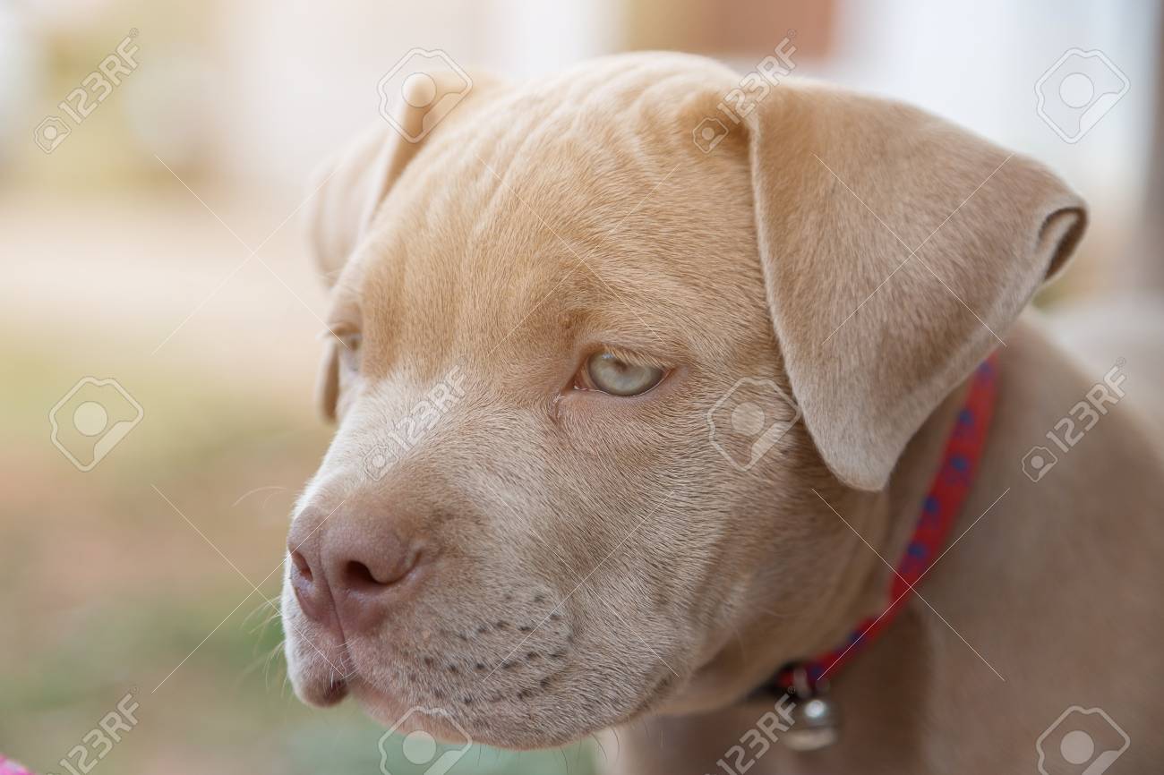 Bebe Pitbull Busca A Alguien Para Jugar En El Fondo Borroso Fotos Retratos Imagenes Y Fotografia De Archivo Libres De Derecho Image