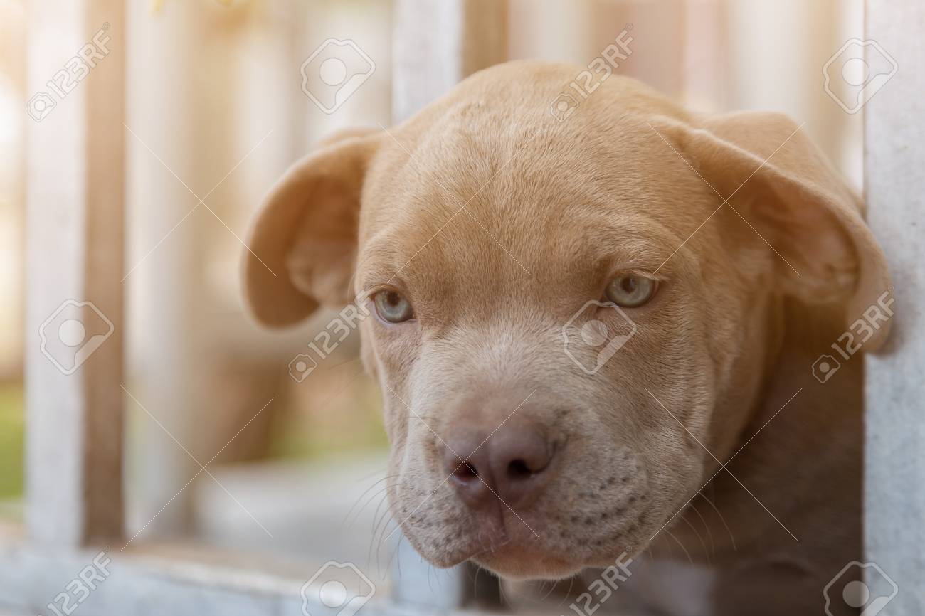 Bebe Pitbull Busca A Alguien Para Jugar En El Fondo Borroso Fotos Retratos Imagenes Y Fotografia De Archivo Libres De Derecho Image