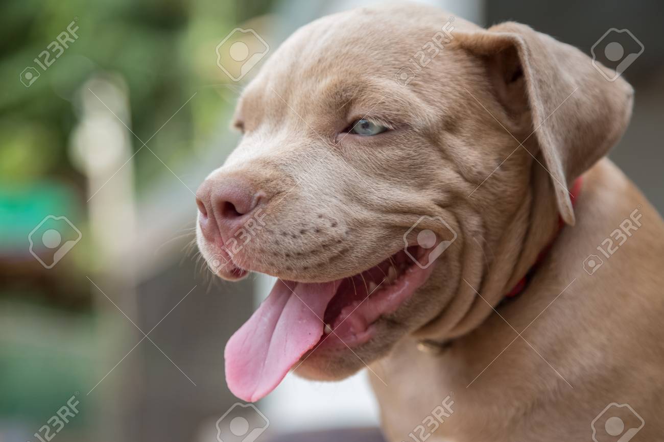 Bebe Pitbull Sonrie Y Busca A Alguien Para Jugar Desenfoque De Fondo Fotos Retratos Imagenes Y Fotografia De Archivo Libres De Derecho Image