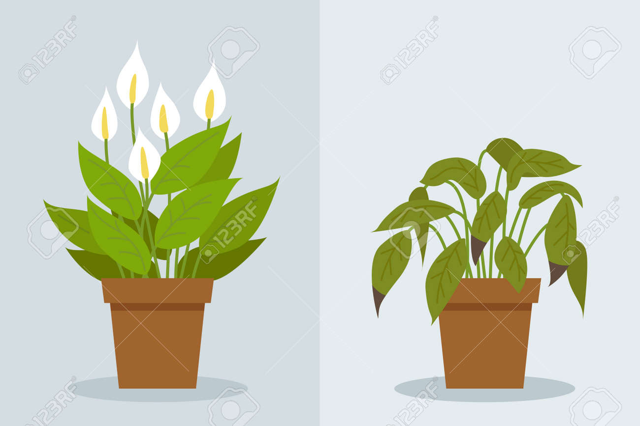 Planta Murchando. Duas Cenas Vetoriais Com Uma Planta Saudável E Murcha.  Cuidados Com As Flores, Erros De Cuidados Com As Plantas Da Casa.  Spathiphyllum. Royalty Free SVG, Cliparts, Vetores, e Ilustrações Stock.