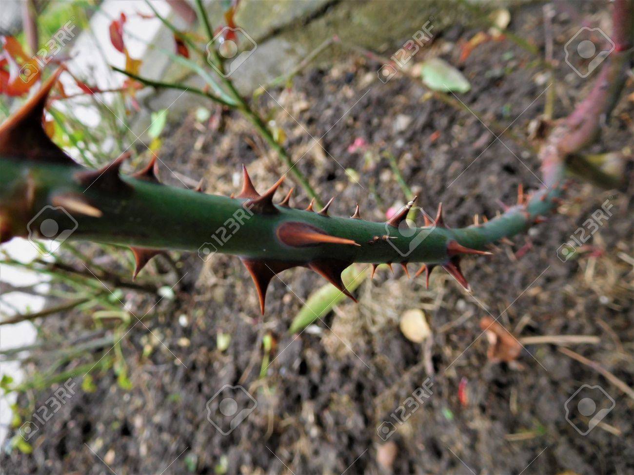 バラはきれいな花ですが 茎は危険です 出血を引き起こすことができるとげがあるので の写真素材 画像素材 Image