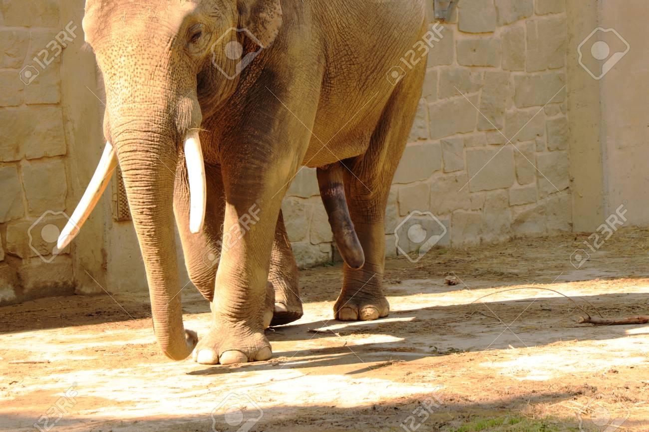 Elephant Cocks