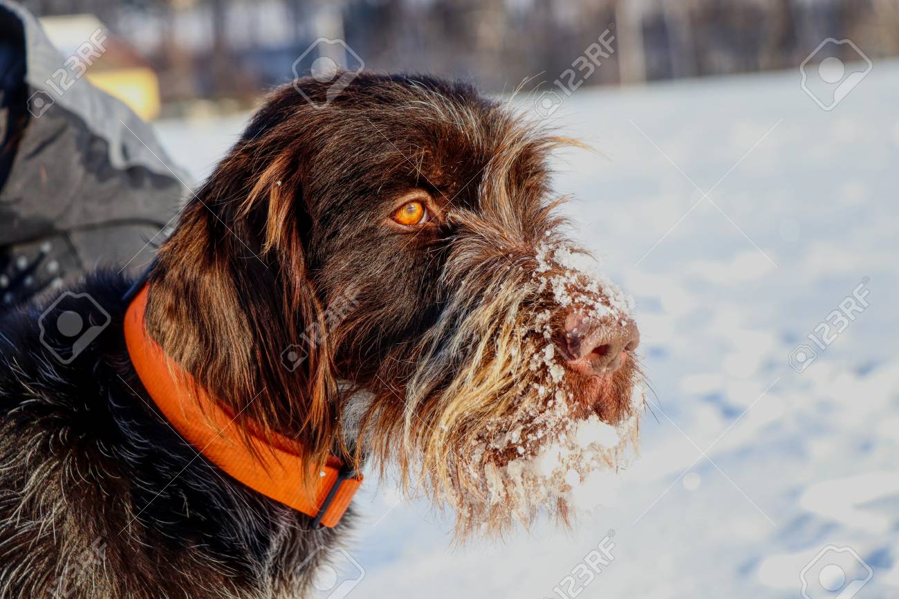 czech wirehaired pointer