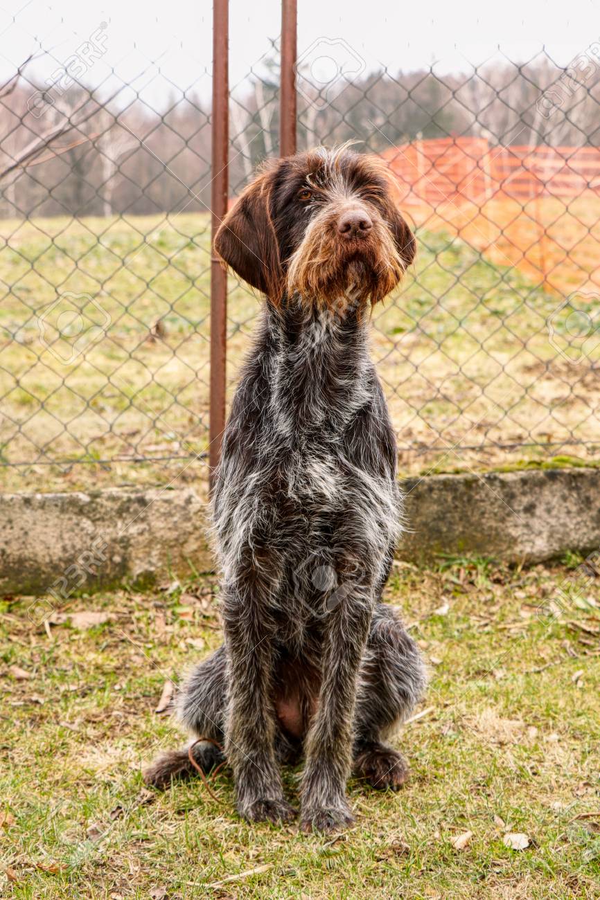 czech wirehaired pointer