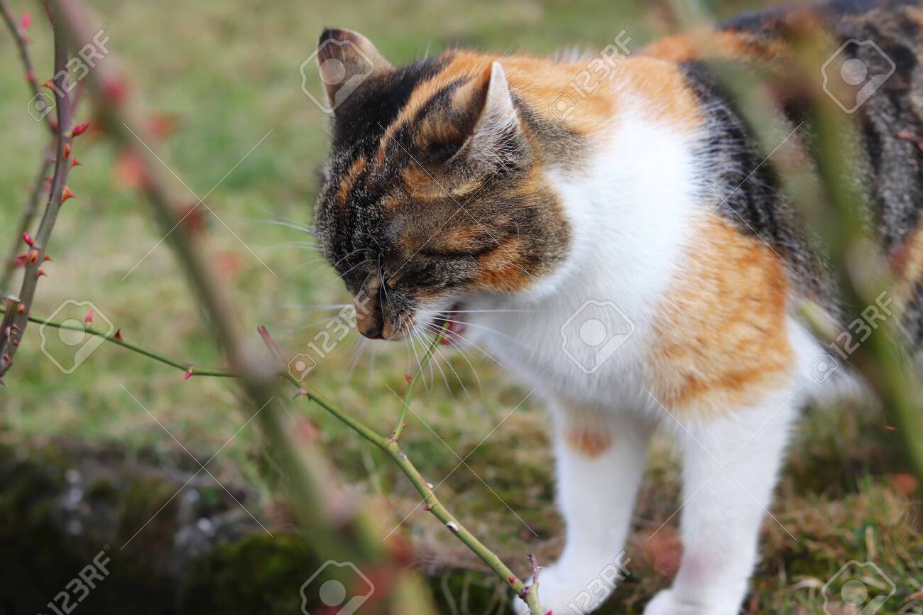 cat eats roses