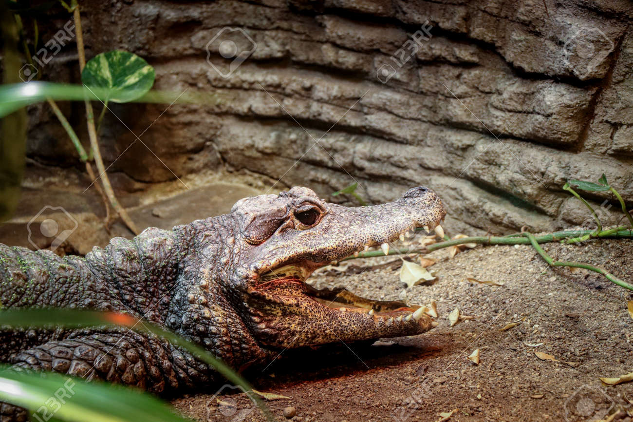 眠りワニ イリエワニ（入江鰐） - 動物図鑑 - 動物写真の