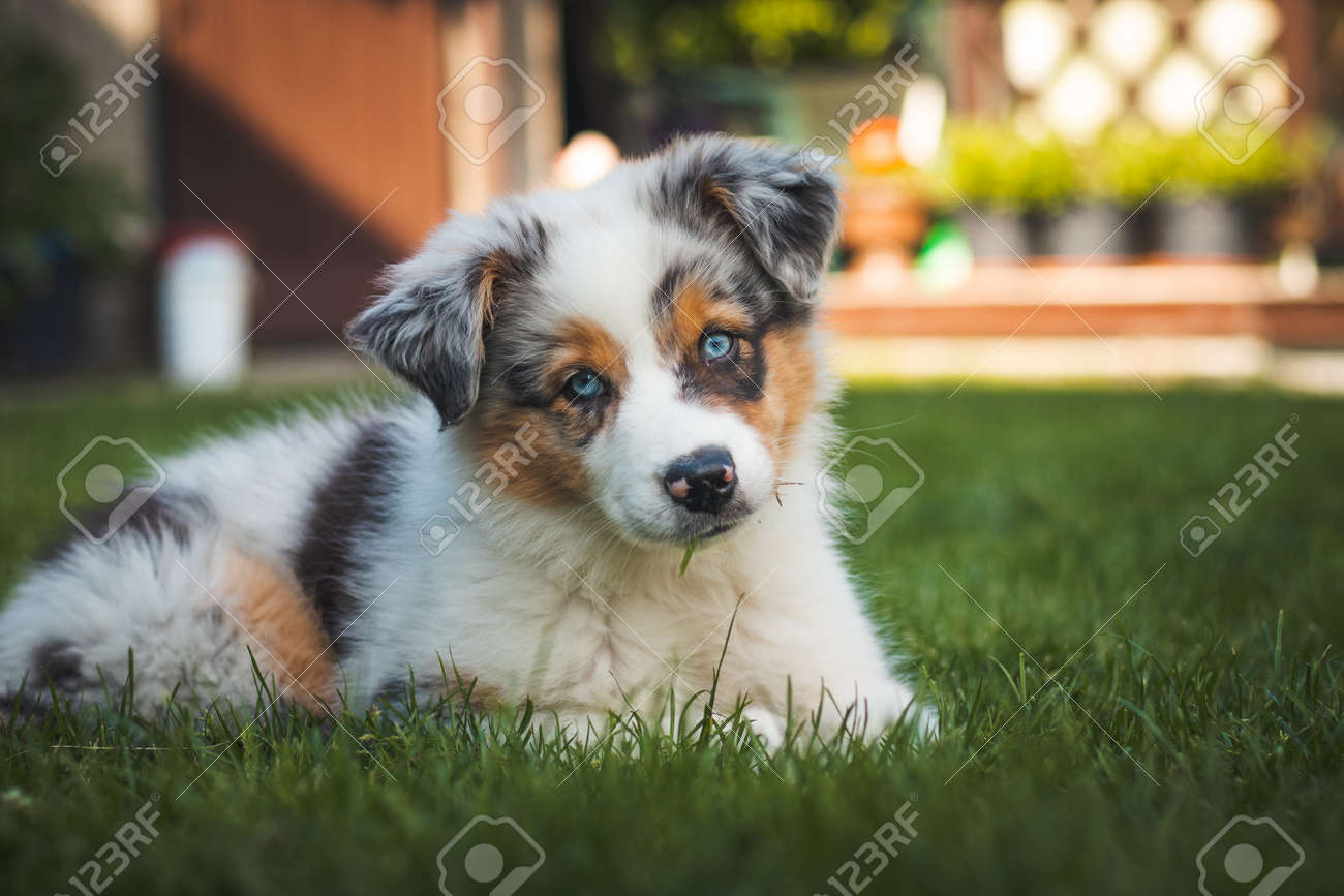 Young Australian Shepherd Dog Rests On The Grass In The Garden And Smiles  Happily. Blue Eyes, Brown And Black Spot Around The Eyes And Otherwise  White Body Gives The Female A Beautiful, image size:1300x867