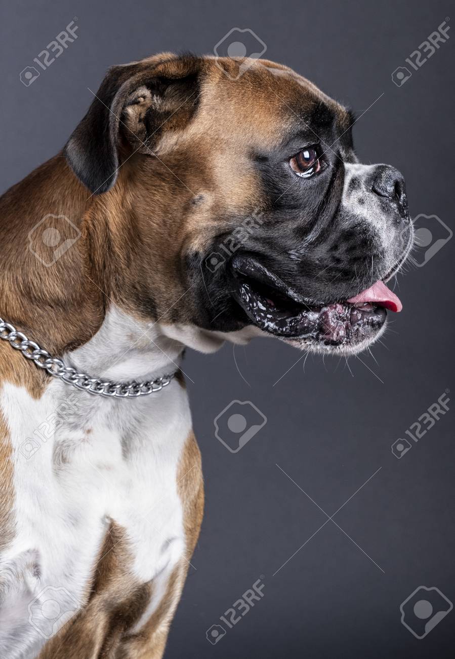 Boxer dog chain Clearance