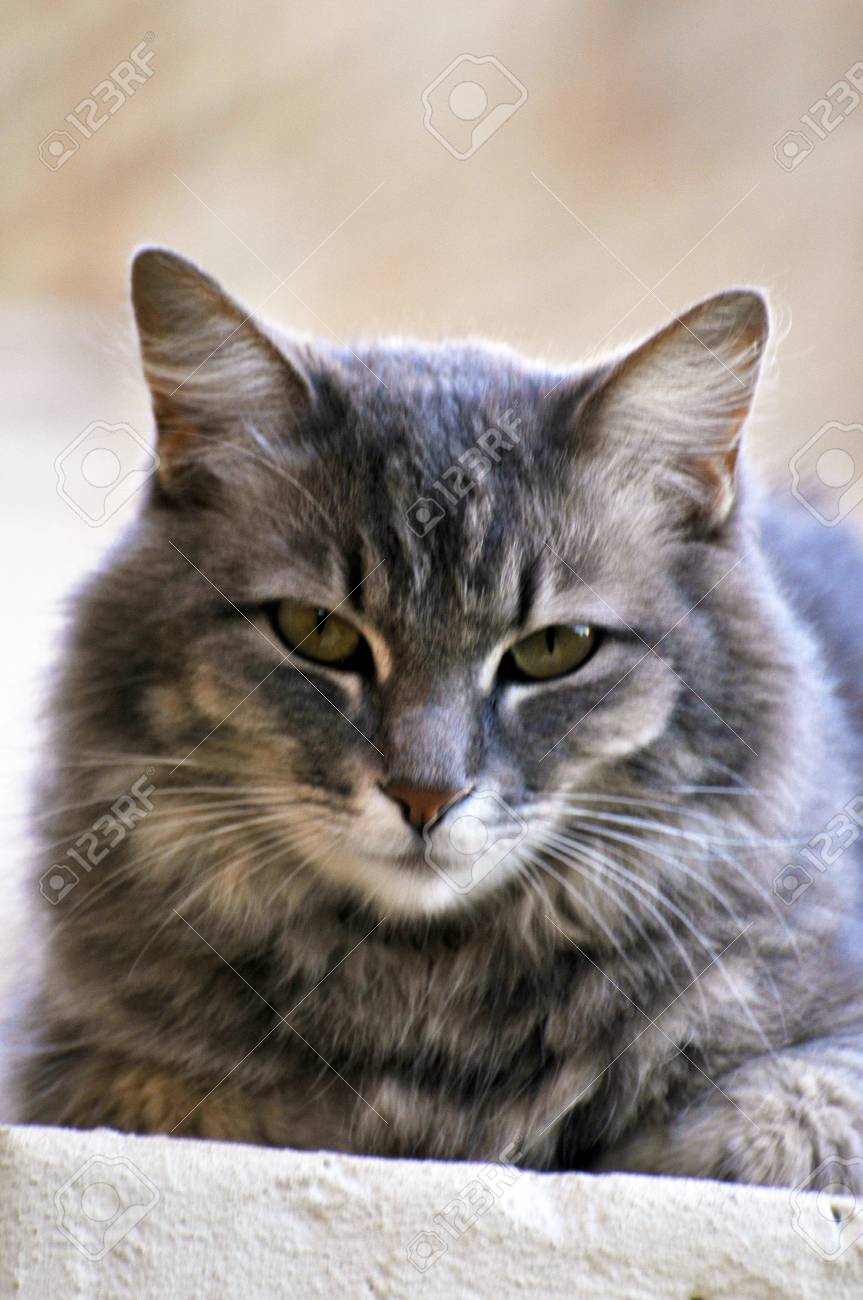 black poodle puppies for sale near me