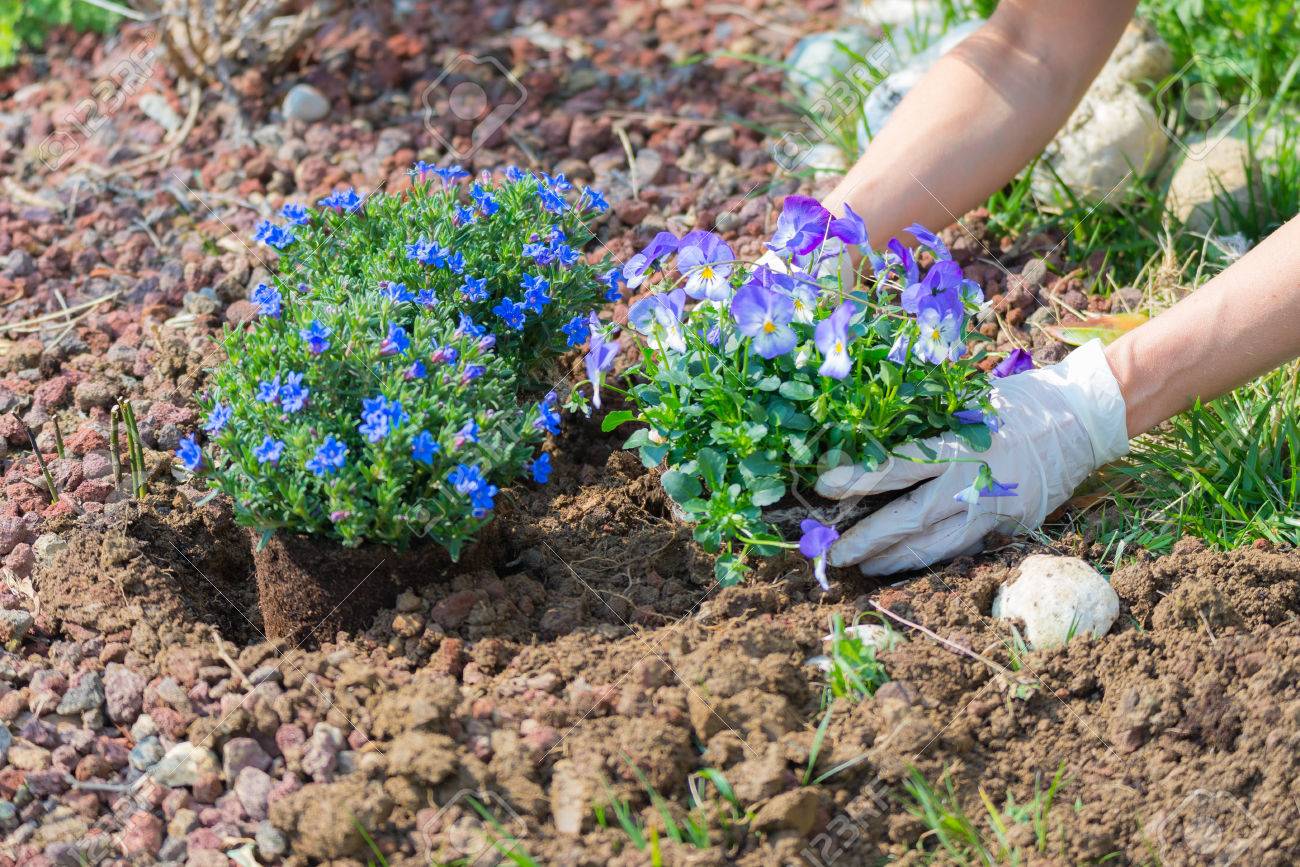 春ホーム園芸 土を除草 花を植えること 新しく生まれた植物や家庭菜園での作業マニュアルの世話 の写真素材 画像素材 Image