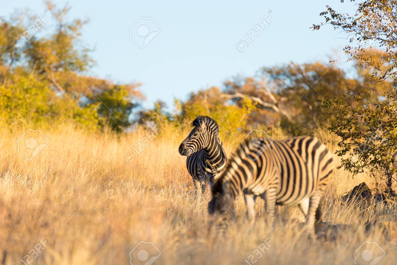 wildlife major