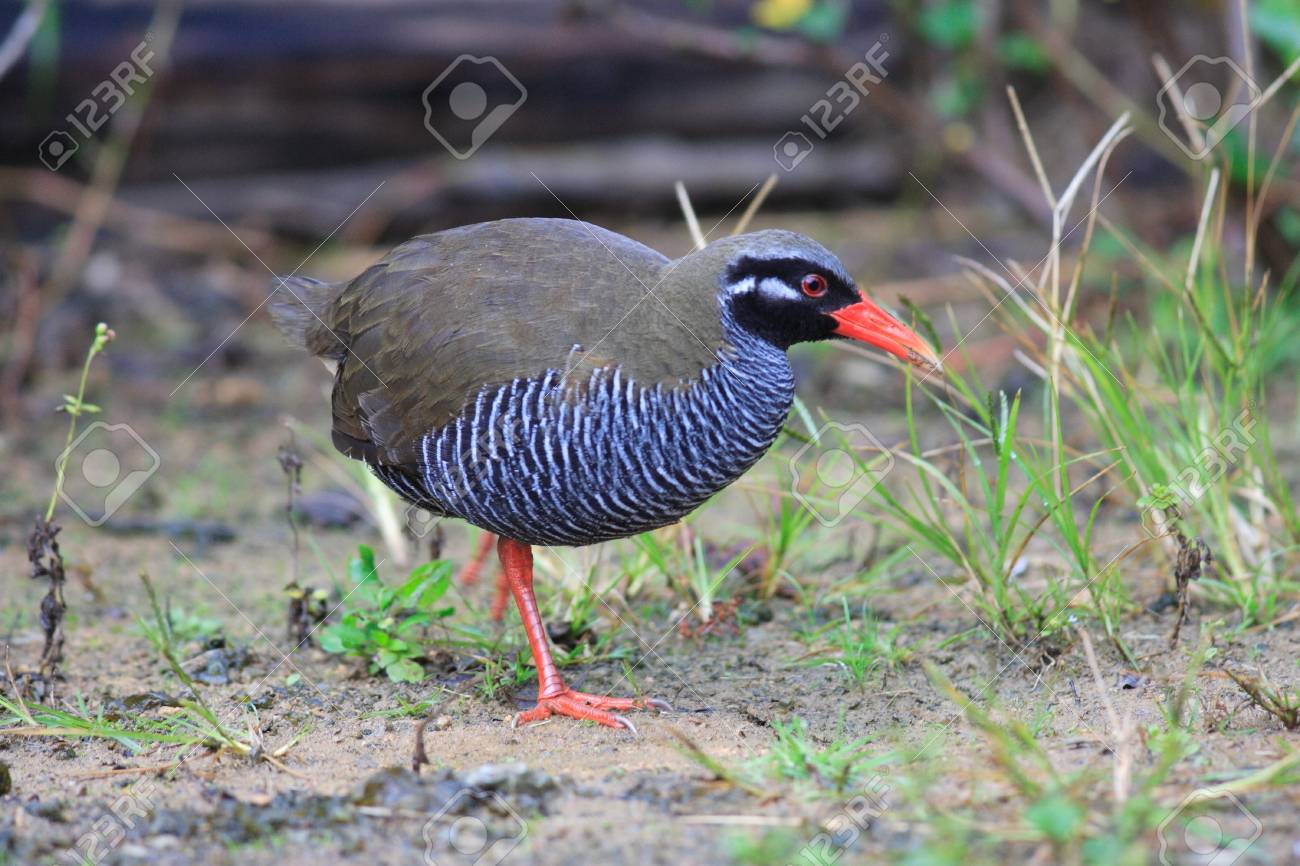 ヤンバルクイナ の写真素材 画像素材 Image