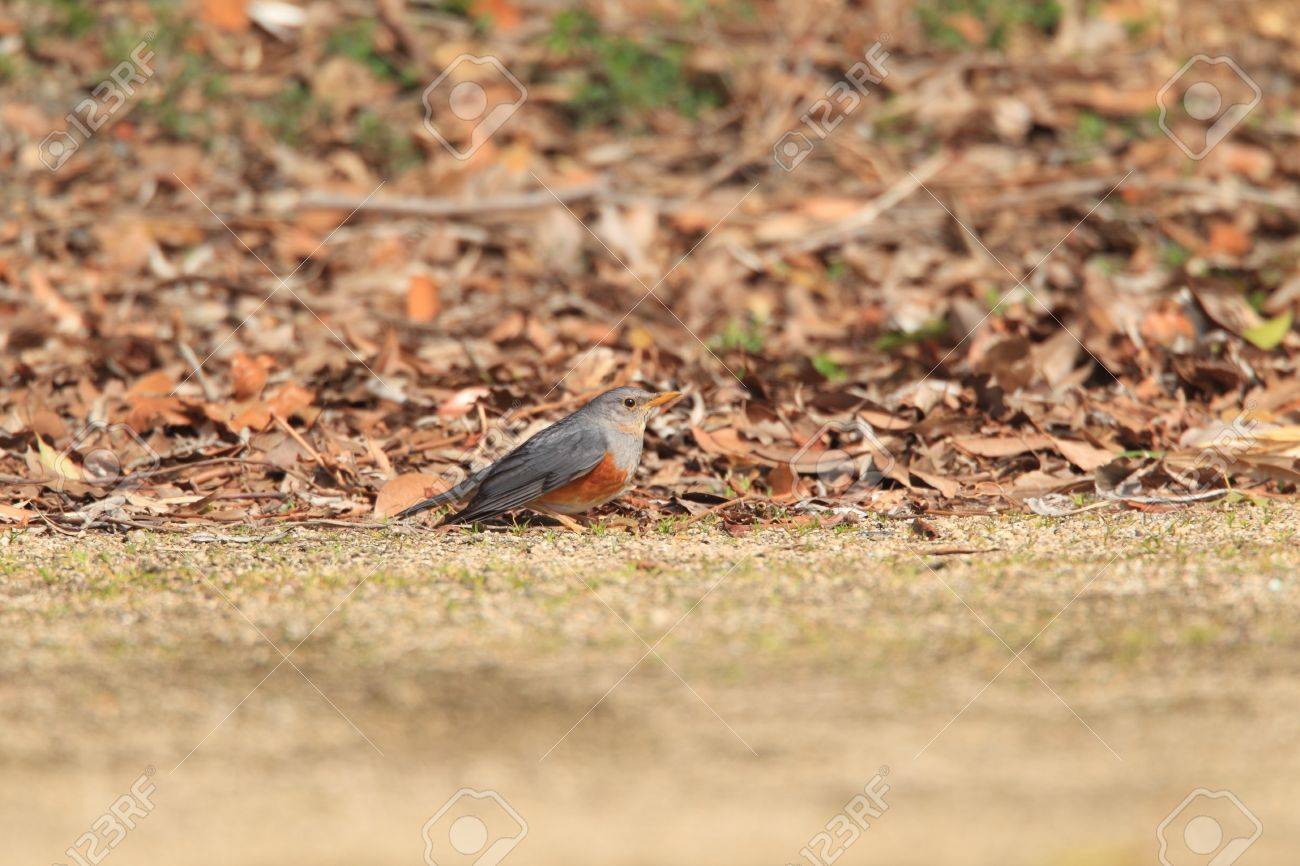 日本でグレー バックアップ ツグミつぐみ Hortulorum の写真素材 画像素材 Image