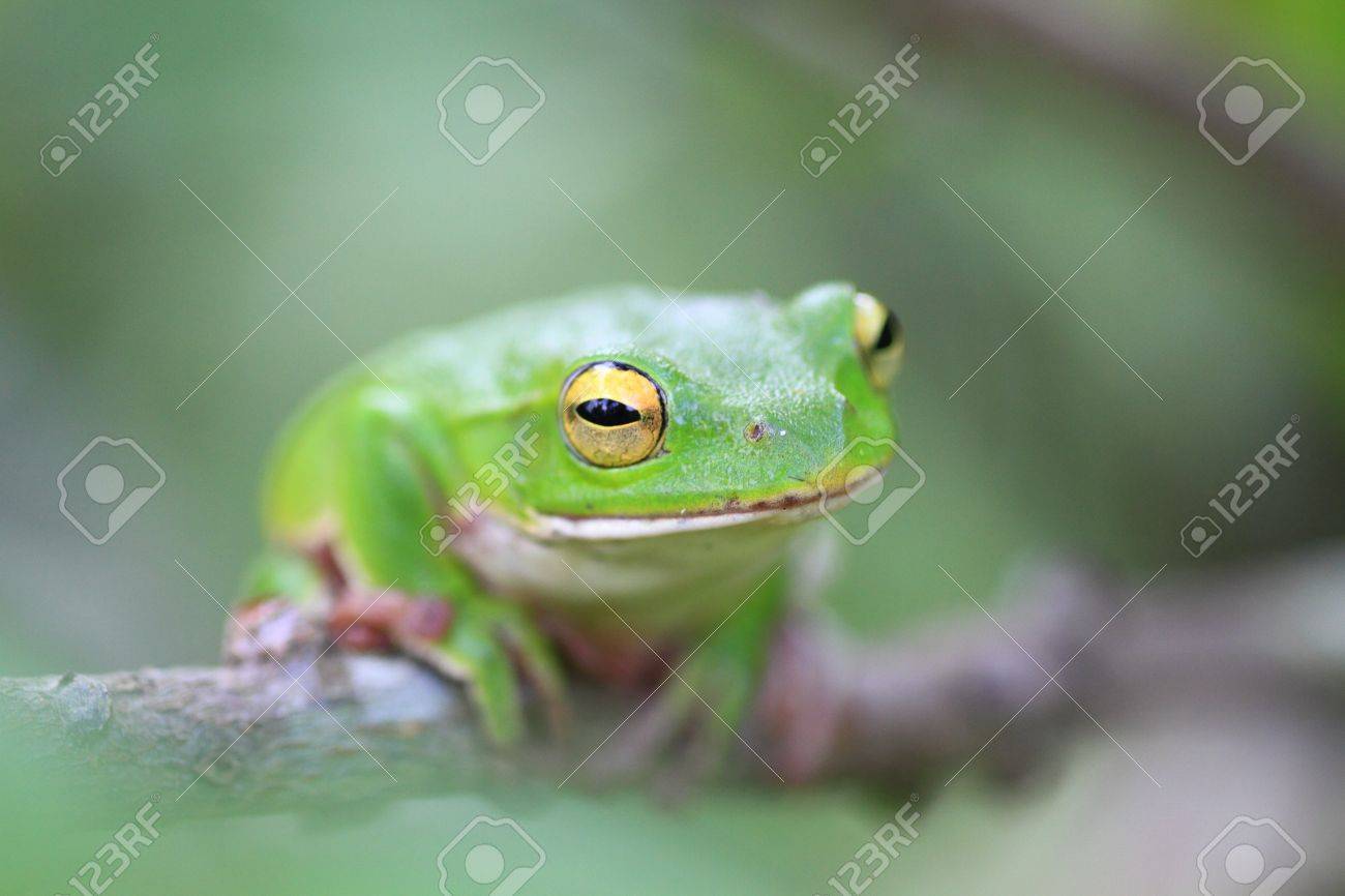 Schlegel S Green Tree Frog Rhacophorus Schlegelii In Japan Stock