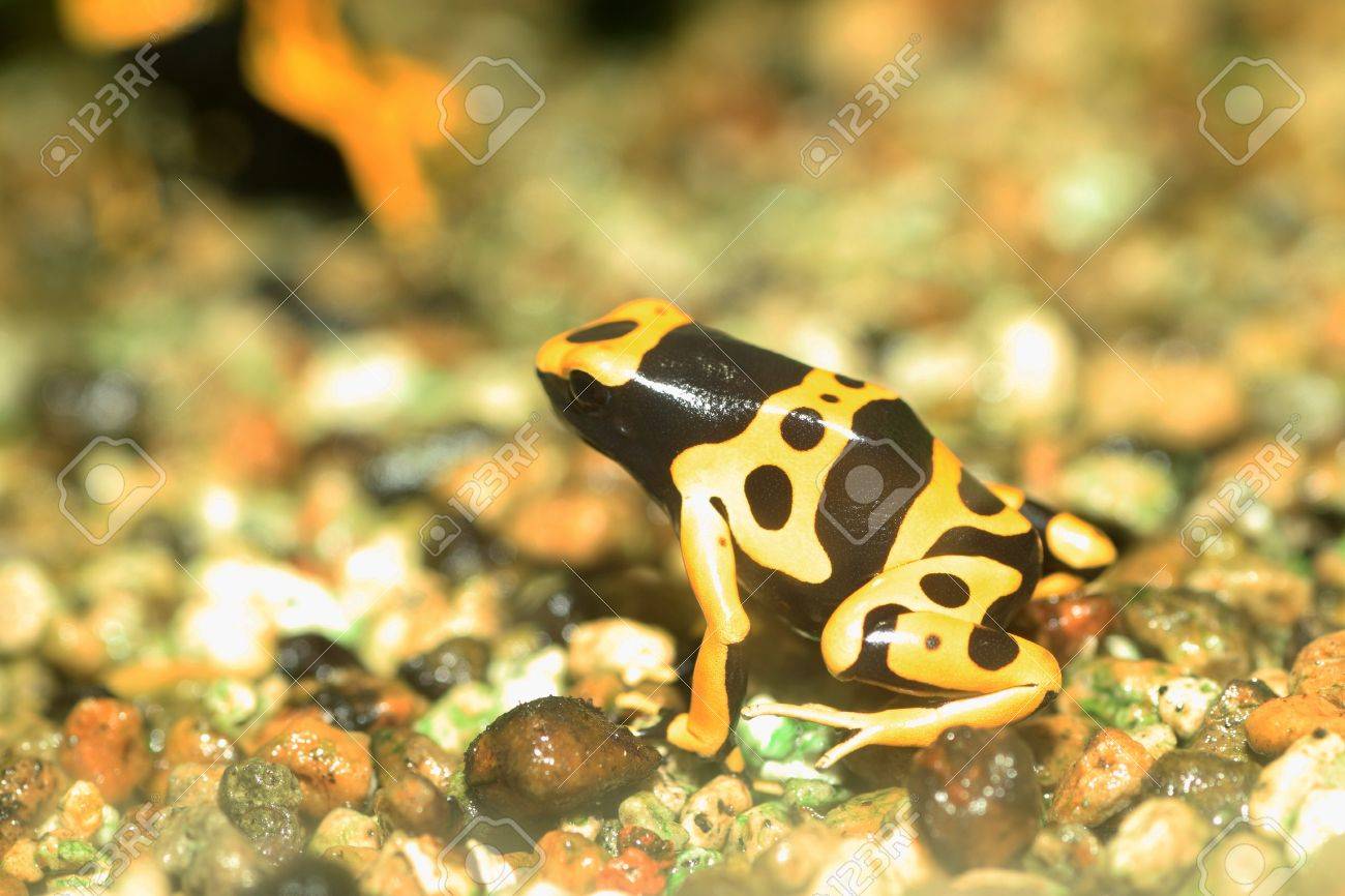 黄色頭の毒カエルや黄色の縞の毒矢カエル南米のヤドクガエル属抗害虫 の写真素材 画像素材 Image 黄色頭の毒カエルや黄色の縞の毒矢カエル南米のヤドクガエル属抗害虫 の写真素材 画像素材 Image