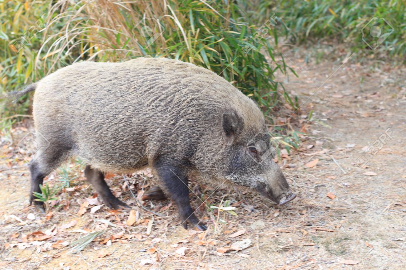 日本で日本の猪イノシシ の写真素材 画像素材 Image