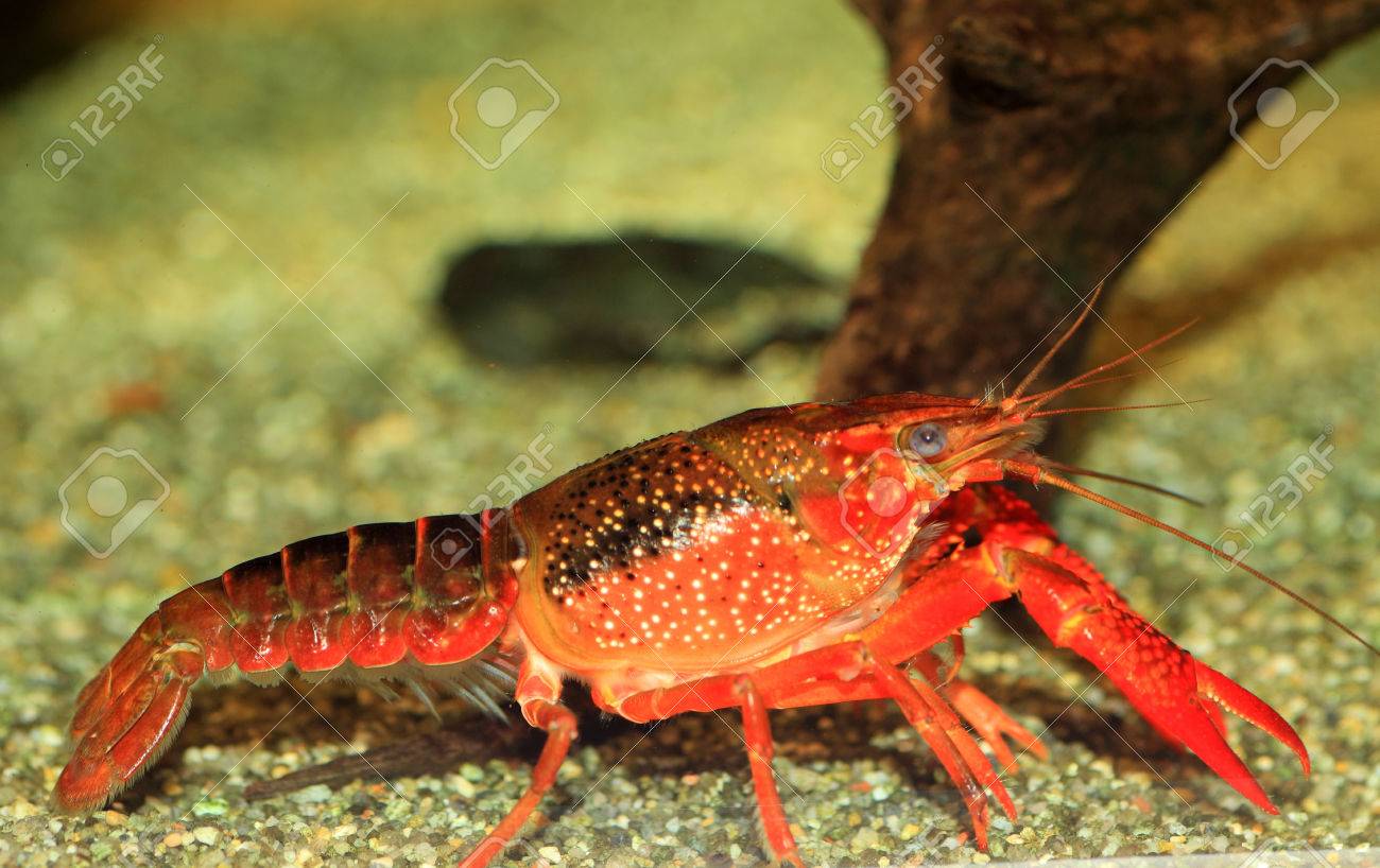 日本で赤沼ザリガニ アメリカザリガニ の写真素材 画像素材 Image