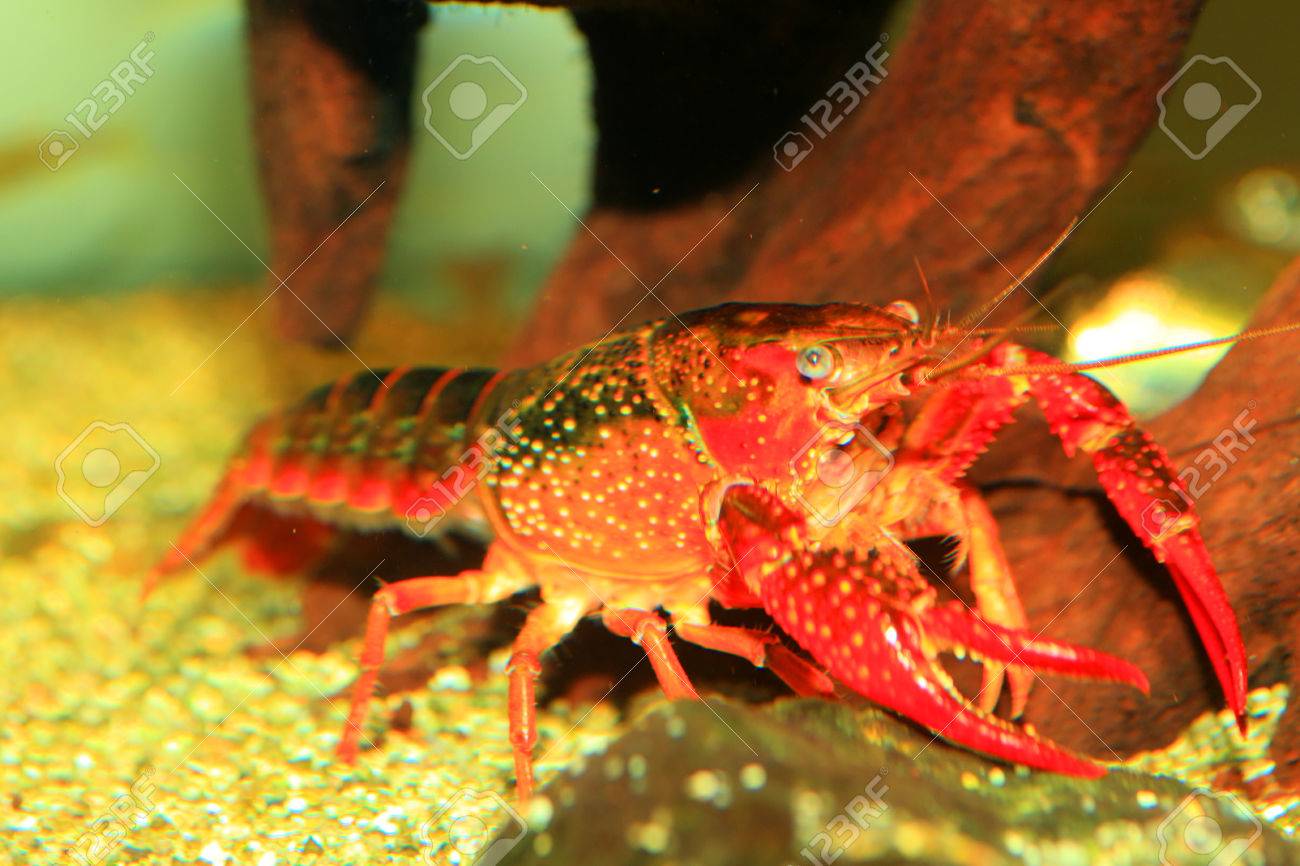 日本で赤沼ザリガニ アメリカザリガニ の写真素材 画像素材 Image