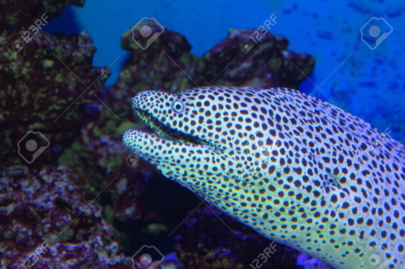 黒の斑点のあるウツボ Gymnothorax の波状 Melanospilus の写真素材 画像素材 Image