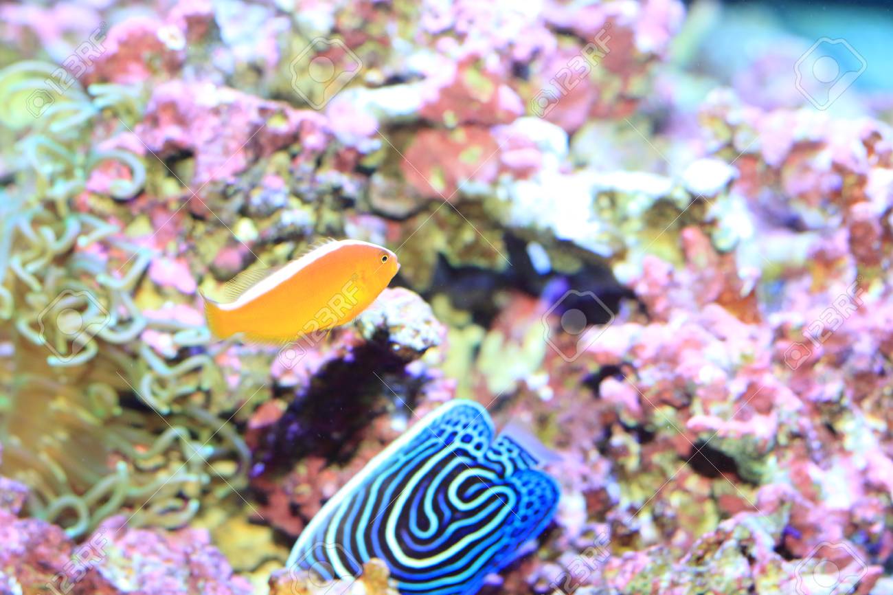 日本でピンク カクレクマノミ クマノミ Perideraion の写真素材 画像素材 Image