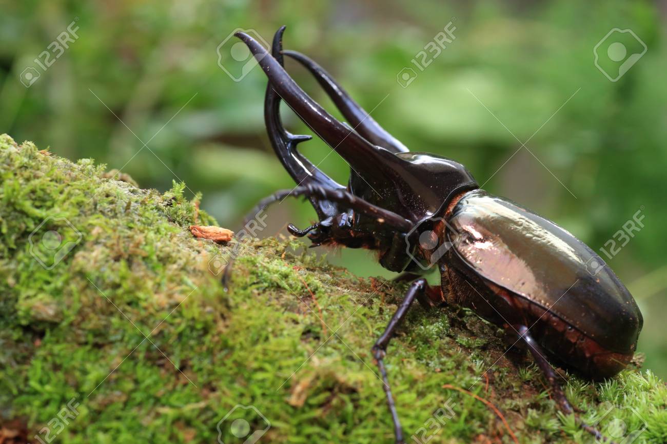 歩く昆虫 # ヘラクレスオオカブト コーカサス カブトムシ 昆虫シリーズ