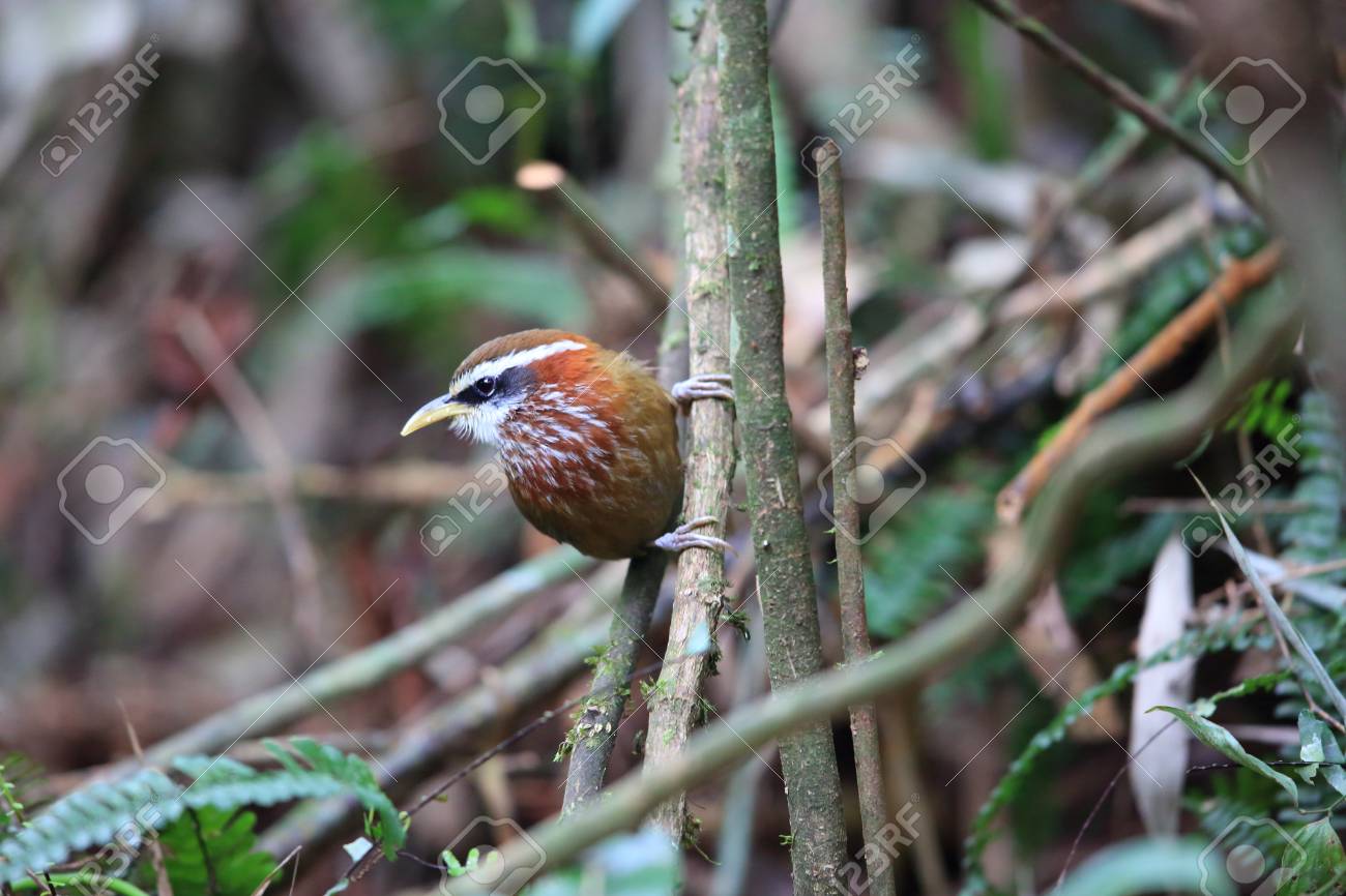 etiam-dictum-ipsum-a-felis