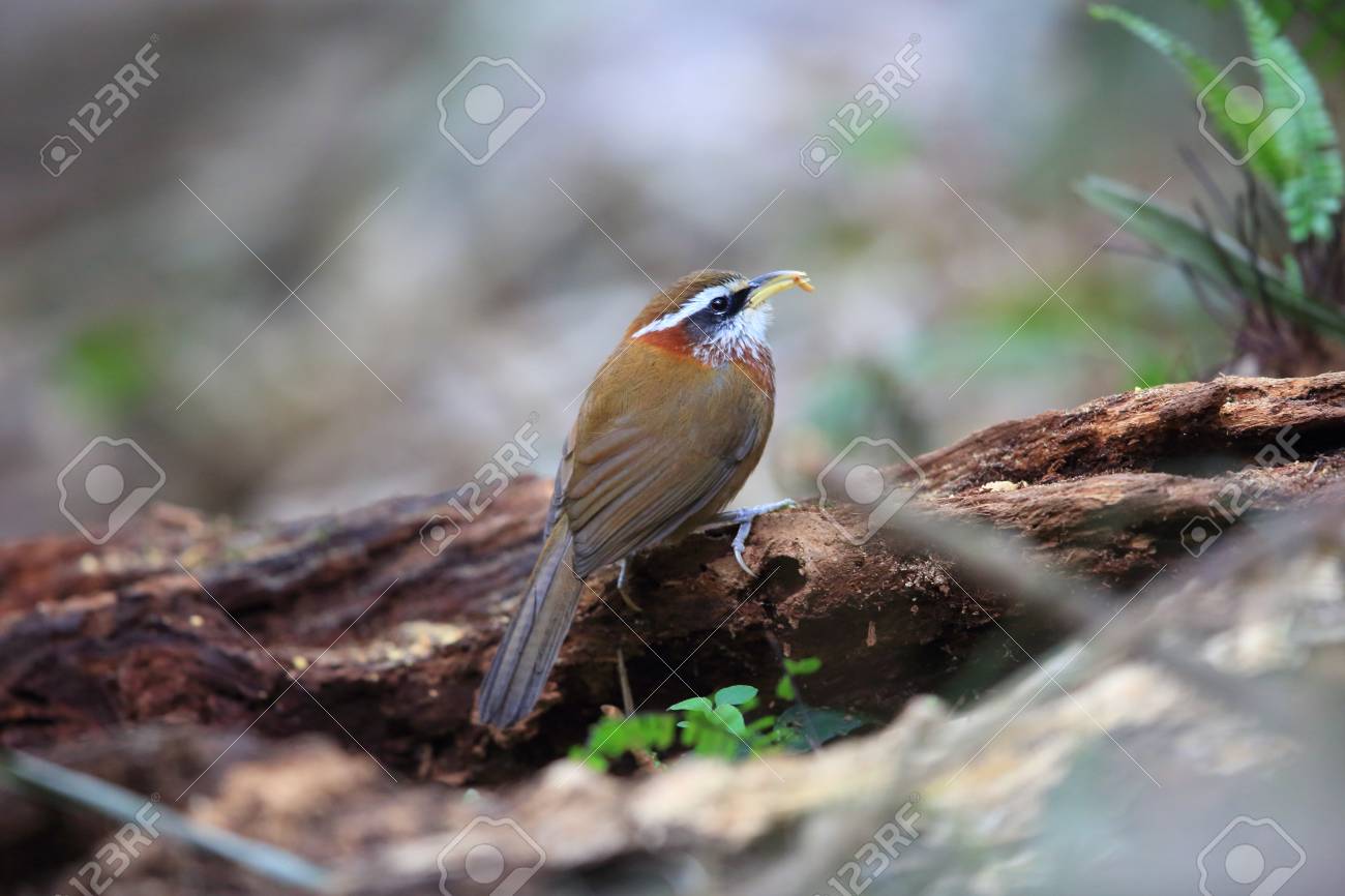 etiam-dictum-ipsum-a-felis