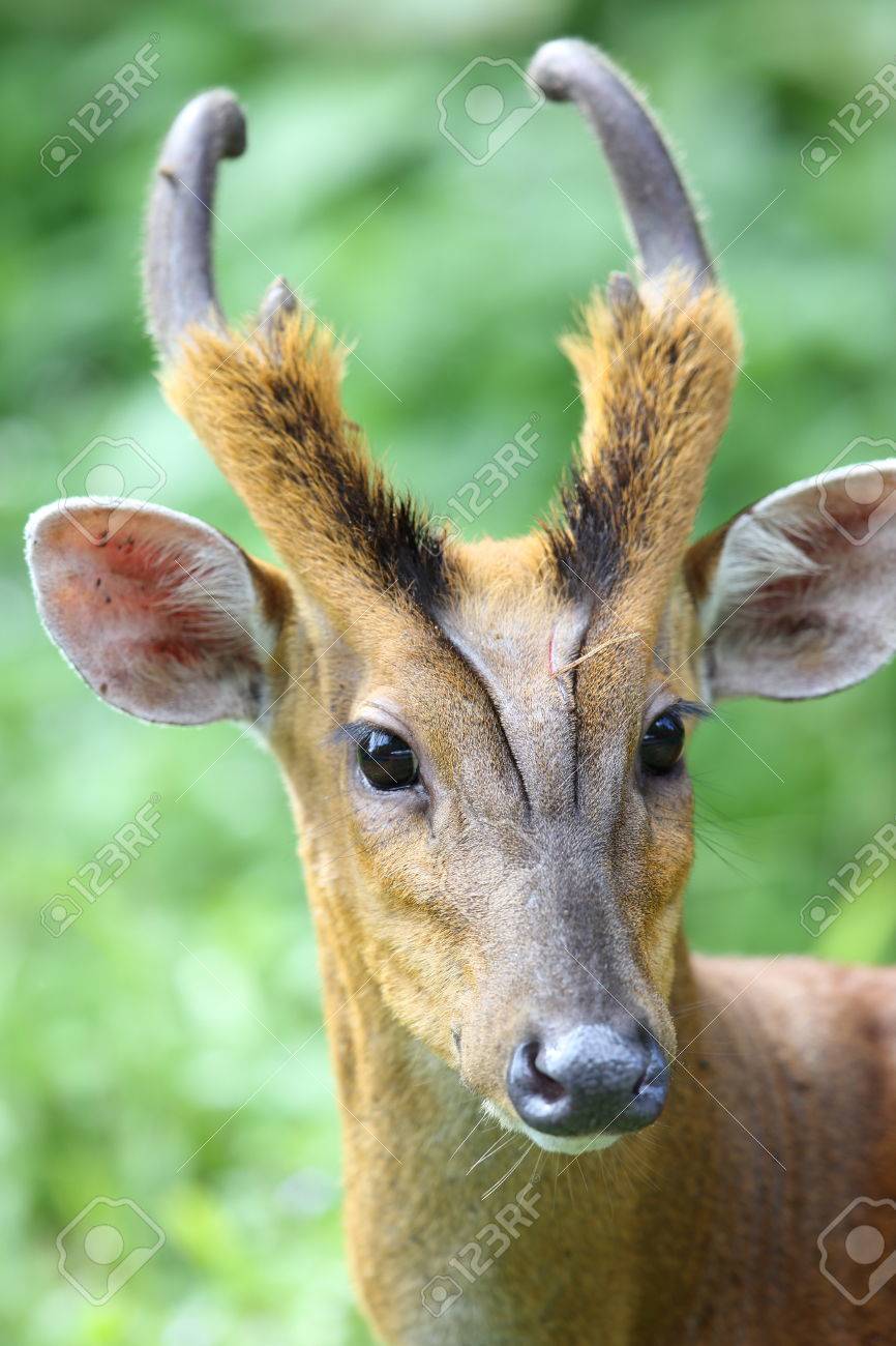 Barking Deer (Muntiacus Muntjak 