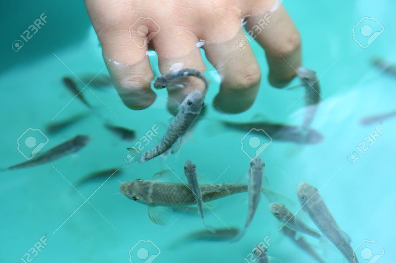 ドクターフィッシュ ガラ ルファ の写真素材 画像素材 Image