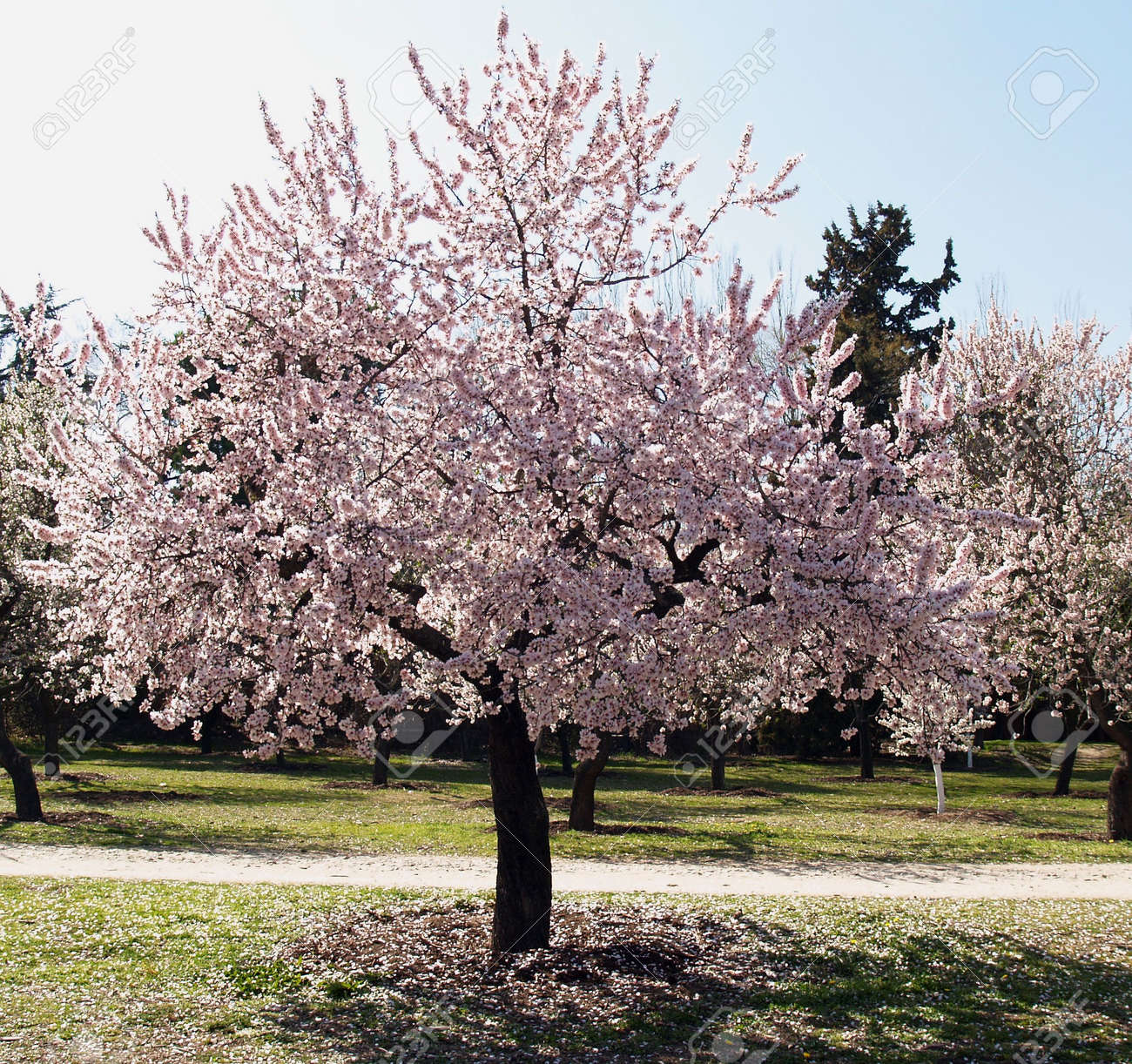 晴れた春の日の花のアーモンド木 の写真素材 画像素材 Image