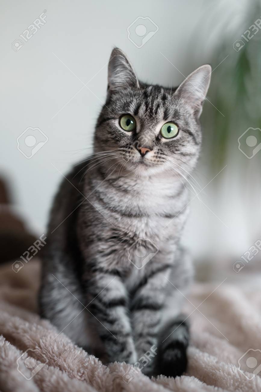 American Shorthair Cat With Green Eyes Look At Camera Stock Photo