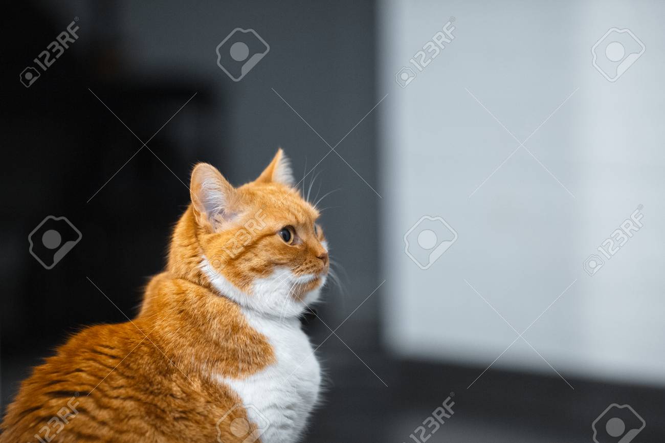 etiam-dictum-ipsum-a-felis
