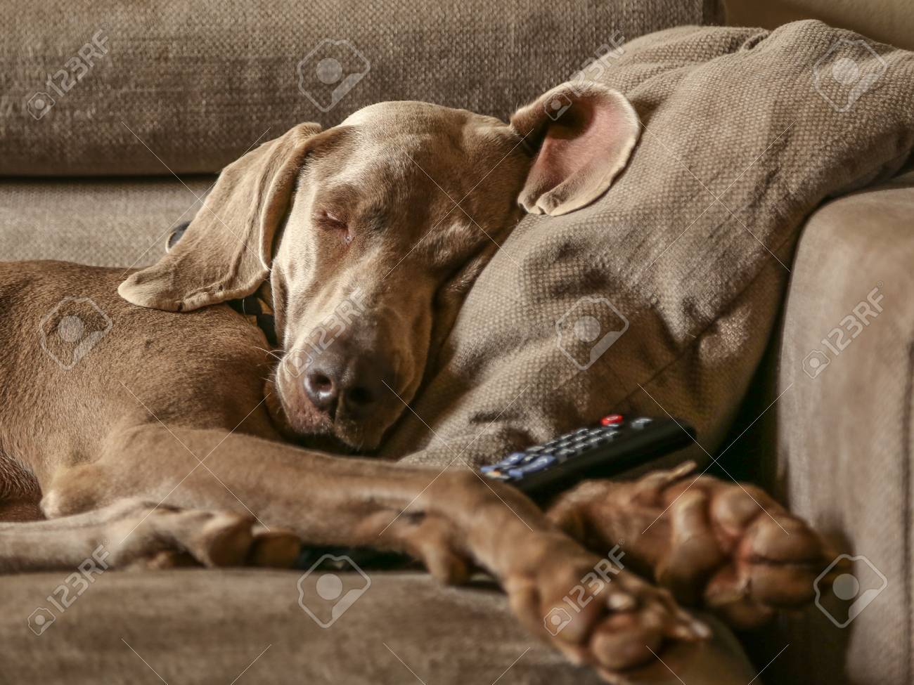 weimaraner sleeping in bed