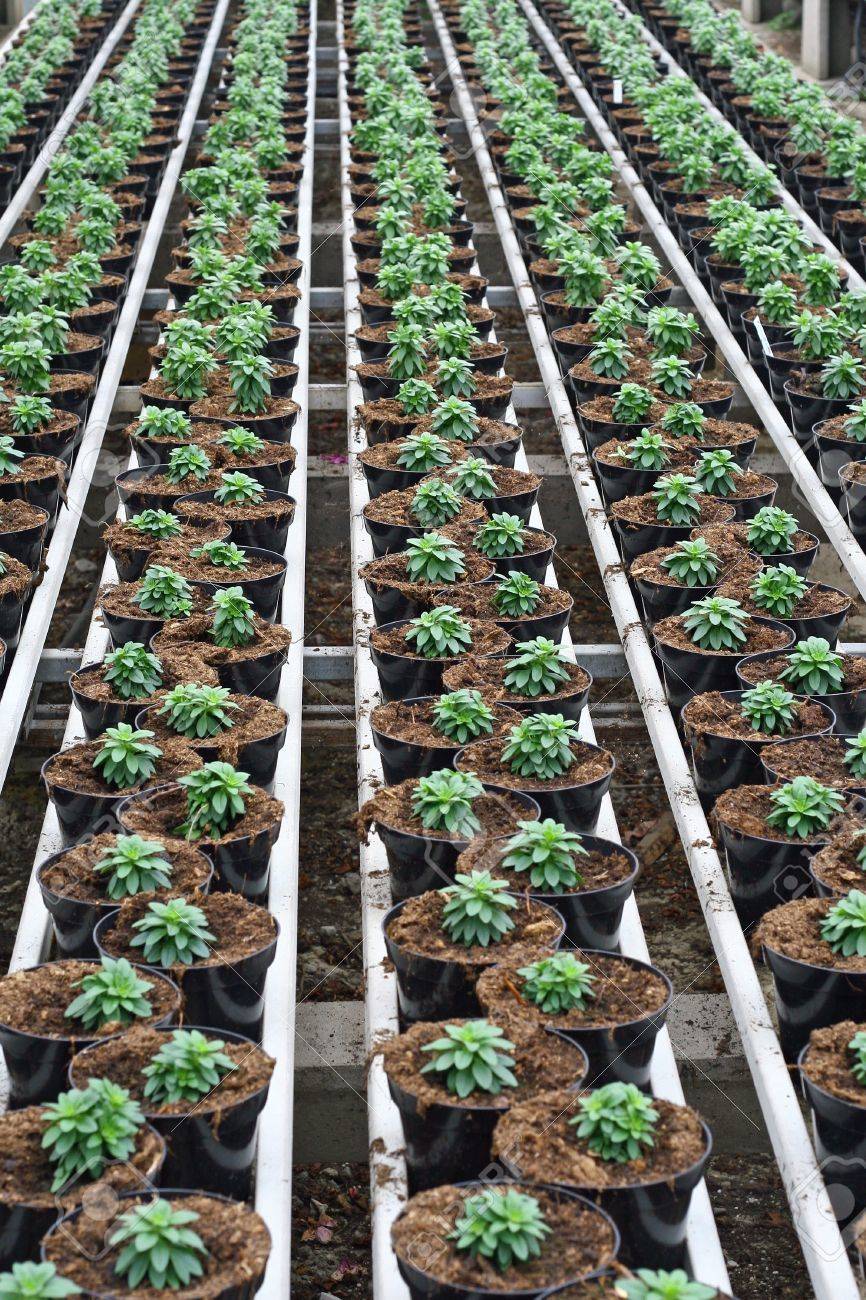 L\'intérieur D\'une Serre Pour Cultiver Des Plantes Banque D\'Images Et ... L\'intérieur D\'une Serre Pour Cultiver Des Plantes Banque D\'Images Et ...