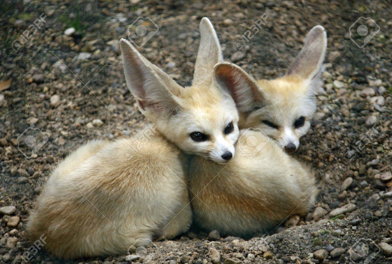 Two Young Specimens Of Fennec Fox With Long Ears Stock Photo Picture And Royalty Free Image Image