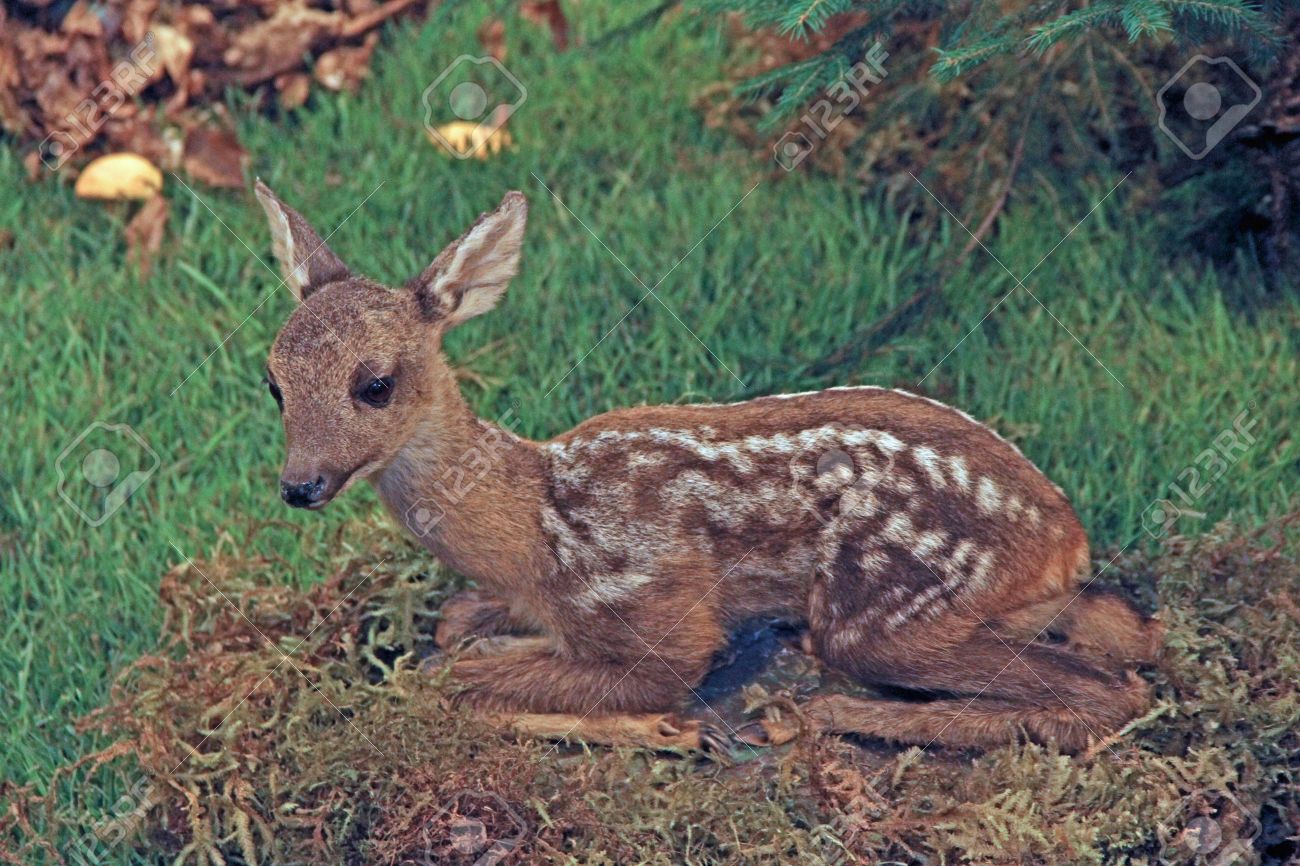 I changed a lot meaning in hindi All pictures of wild animals in the forest